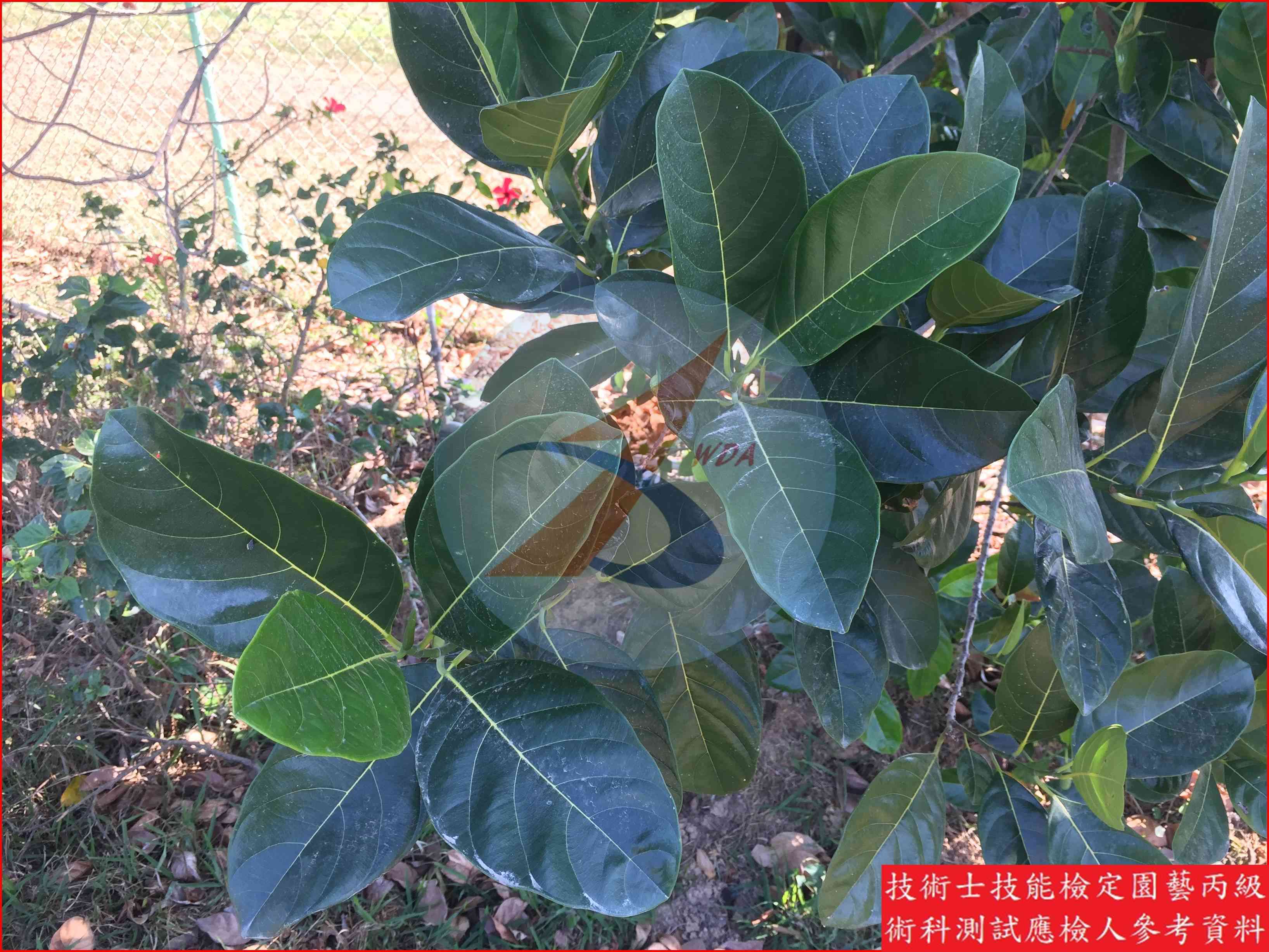 波羅蜜 園藝丙級識別圖片 4