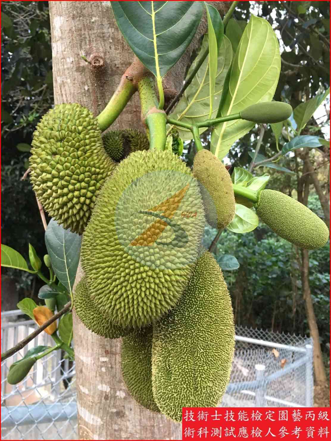波羅蜜 園藝丙級識別圖片 5