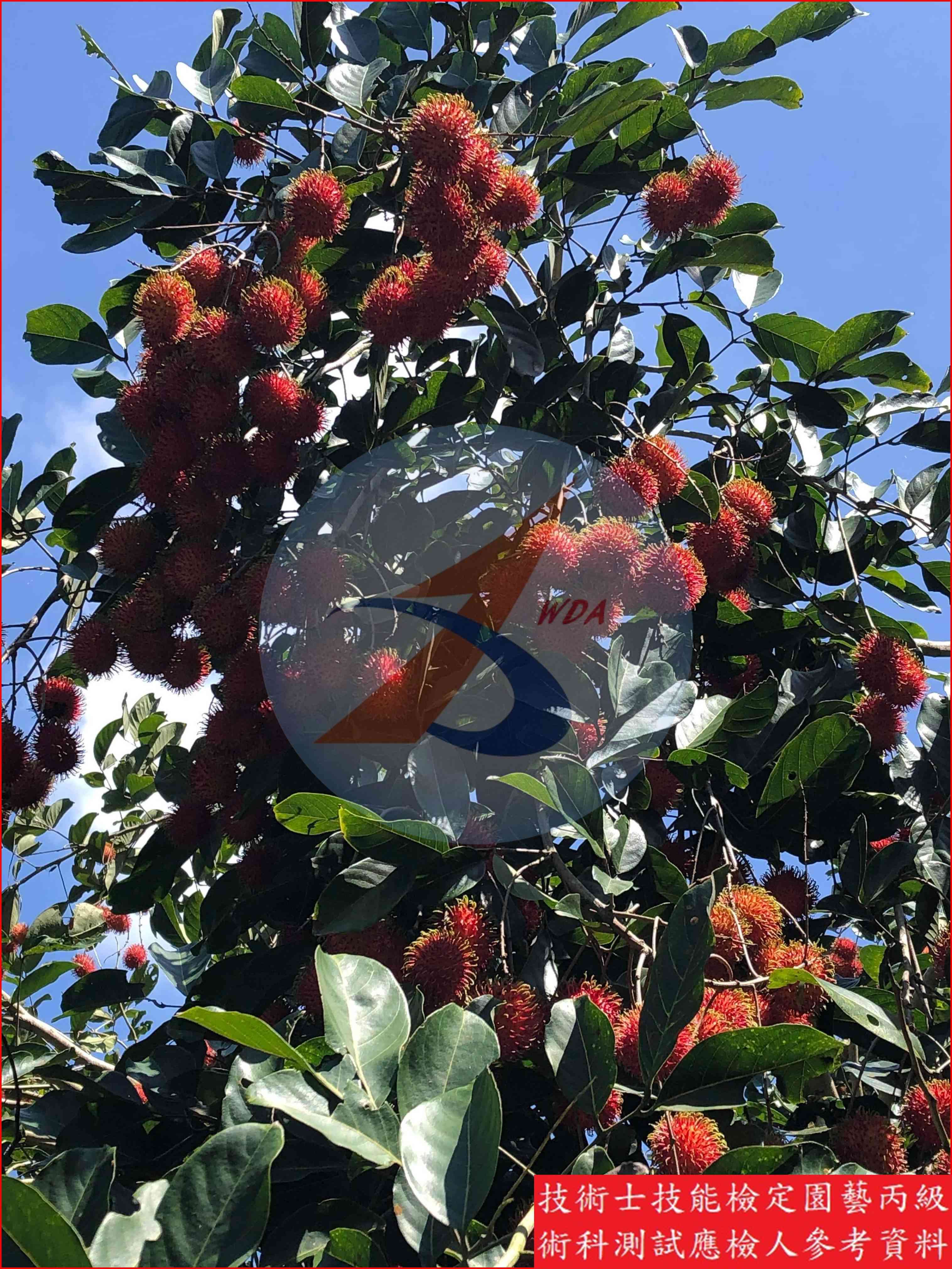 紅毛丹 園藝丙級識別圖片 2