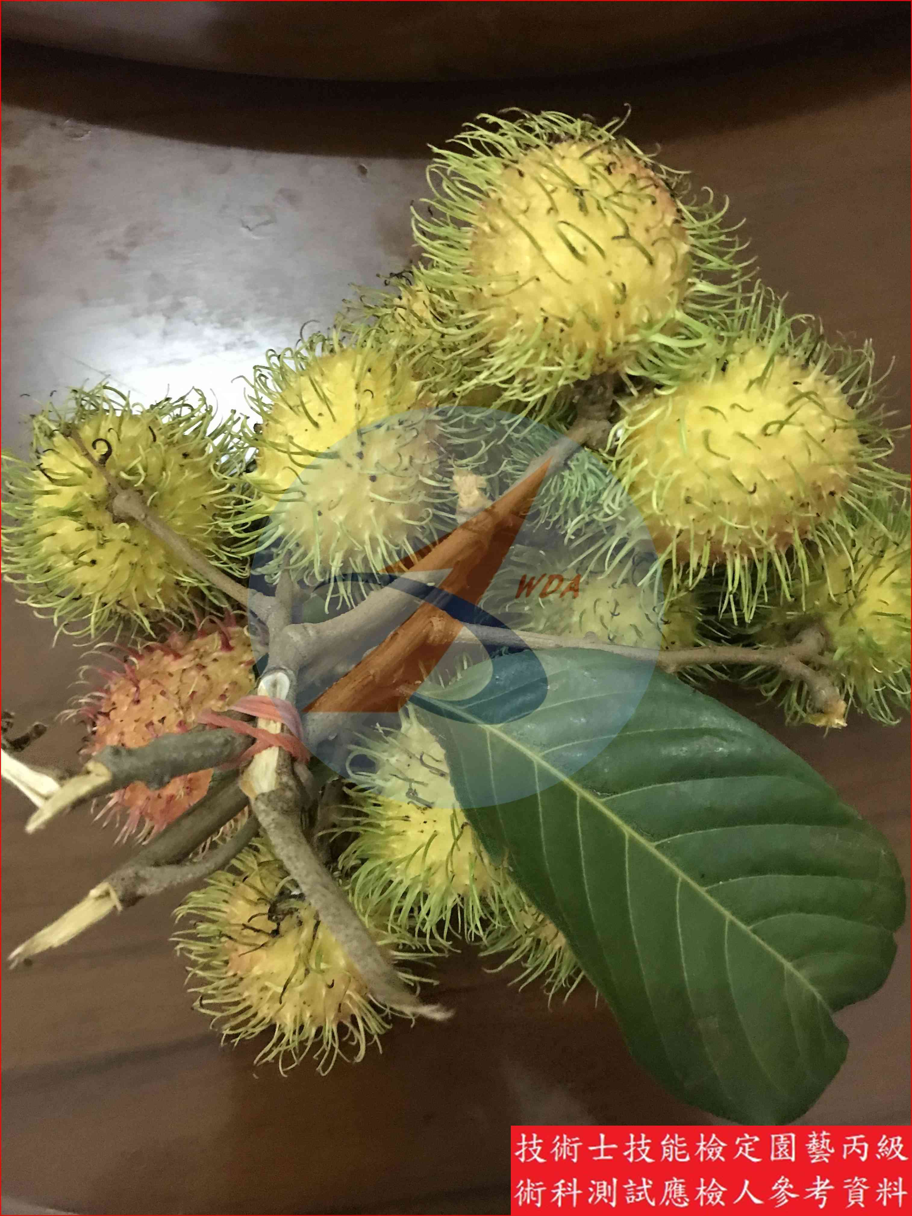 紅毛丹 園藝丙級識別圖片 3