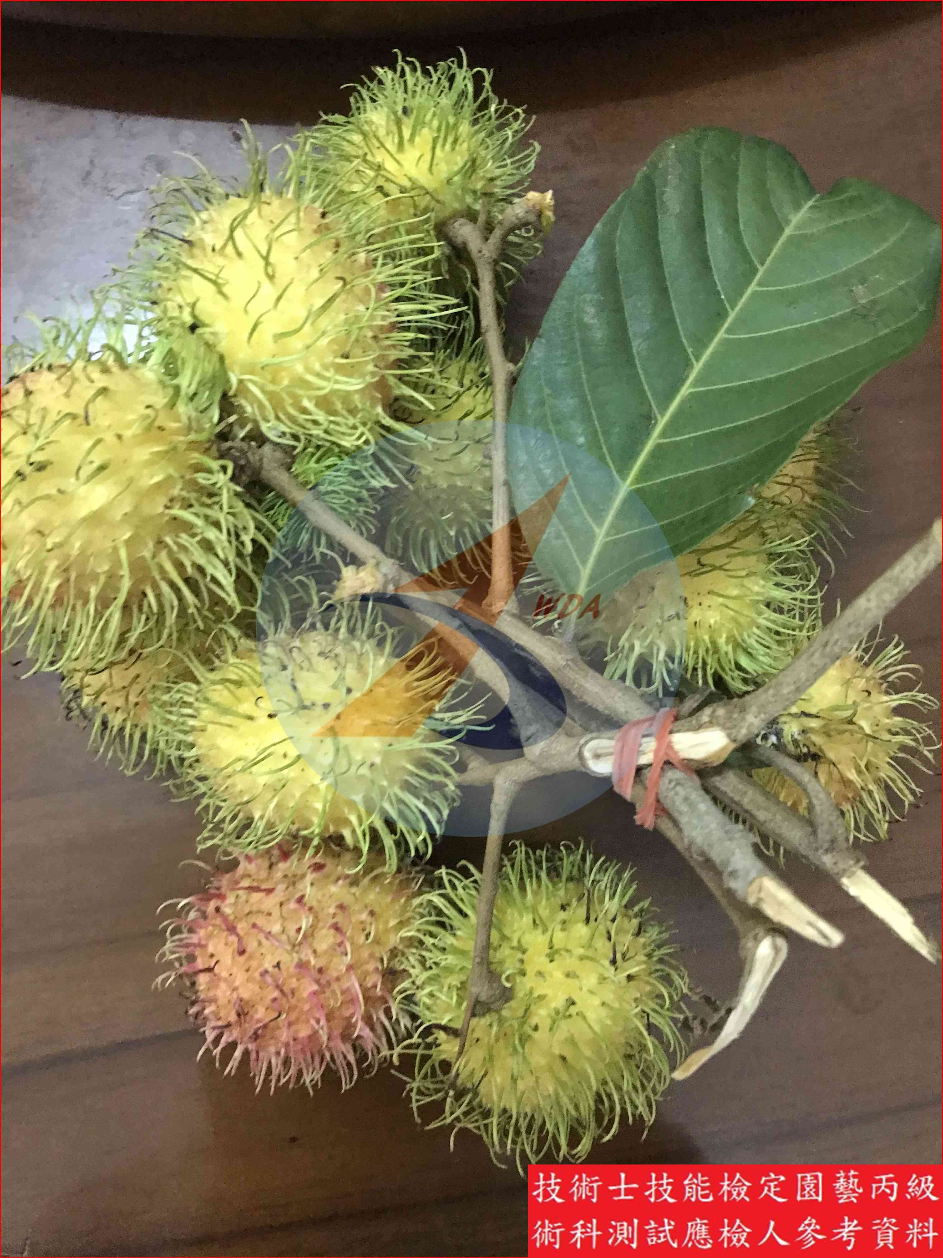 紅毛丹 園藝丙級識別圖片 4