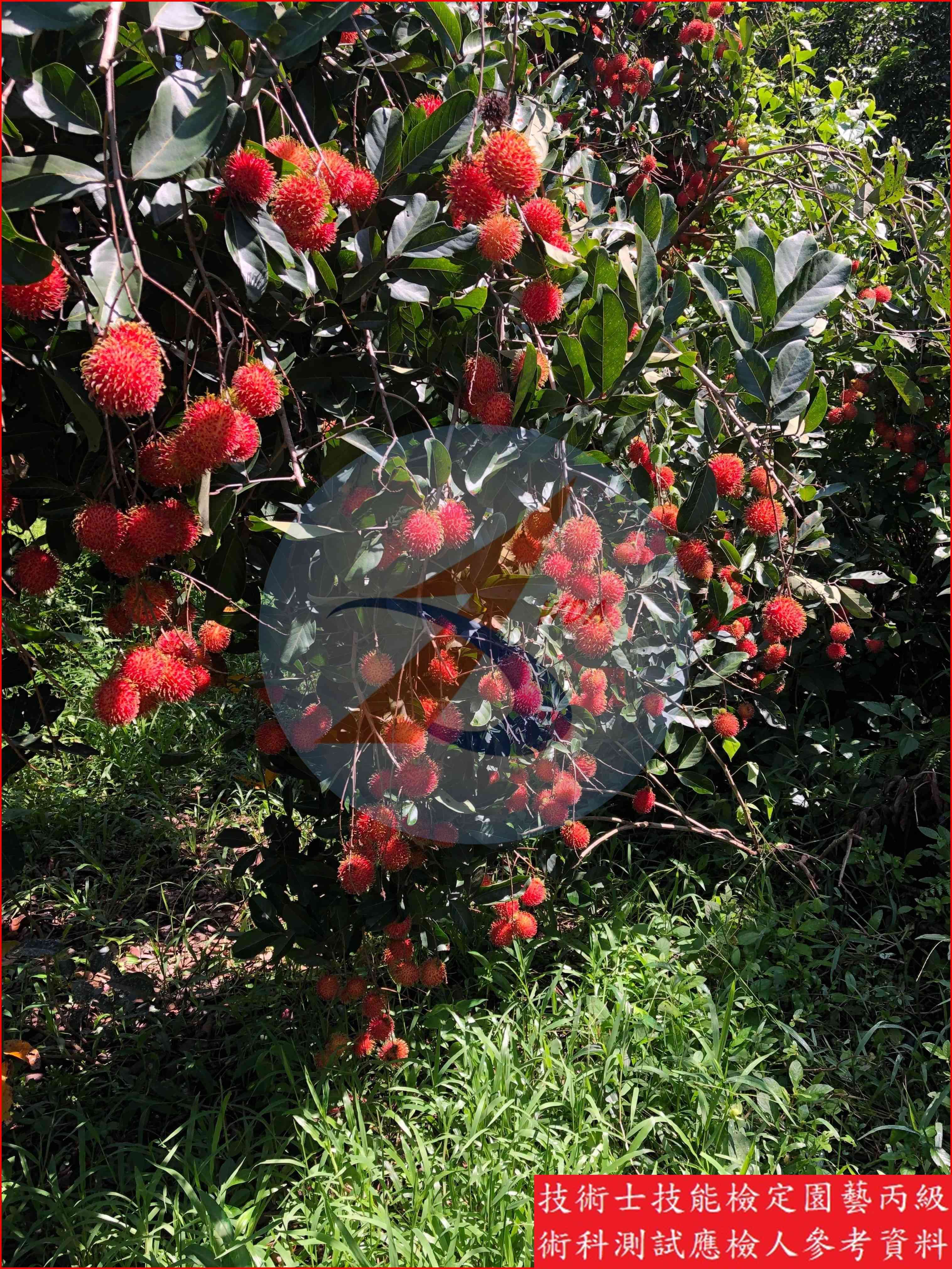 紅毛丹 園藝丙級識別圖片 5