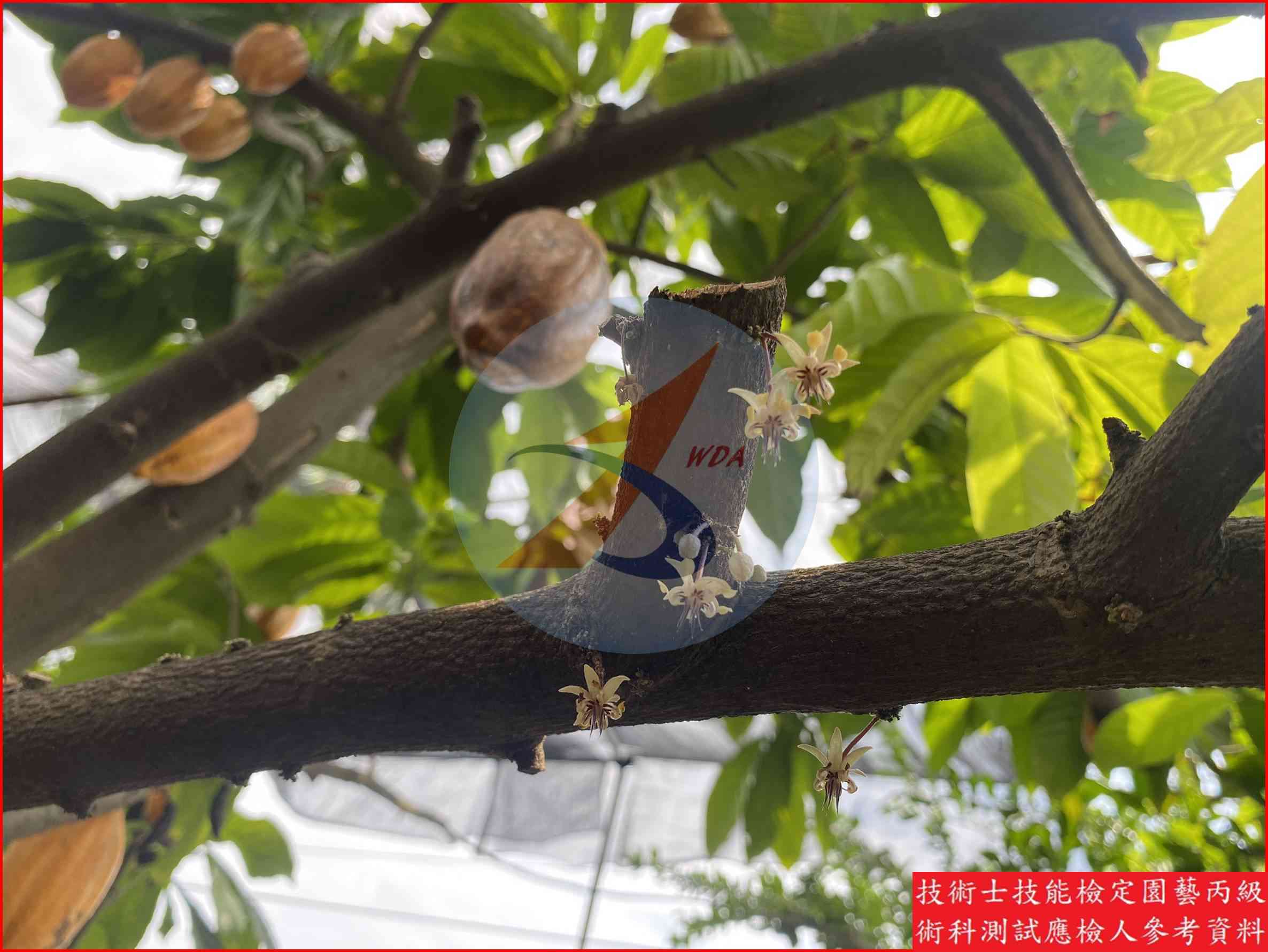 可可 園藝丙級識別圖片 15