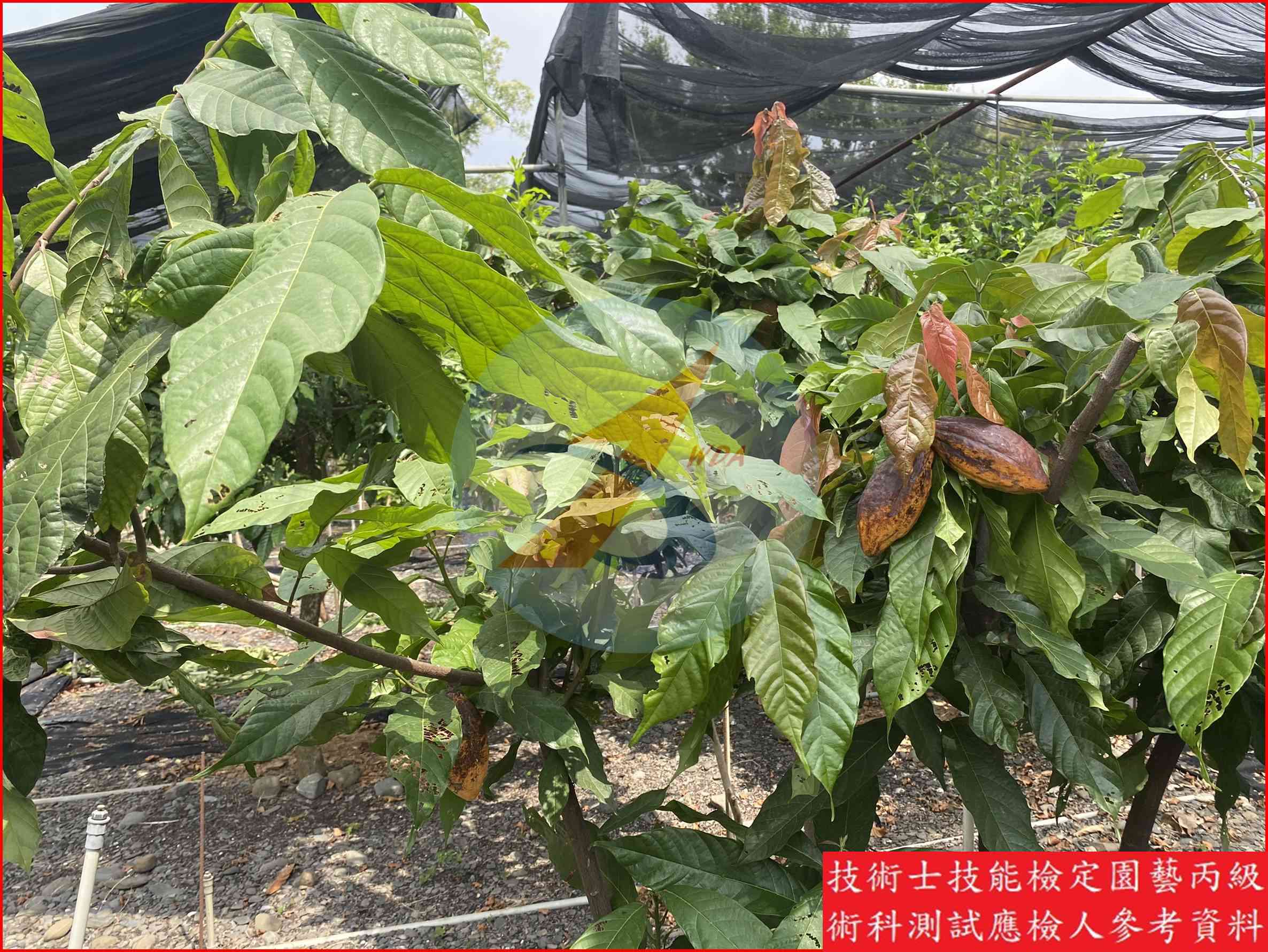 可可 園藝丙級識別圖片 2