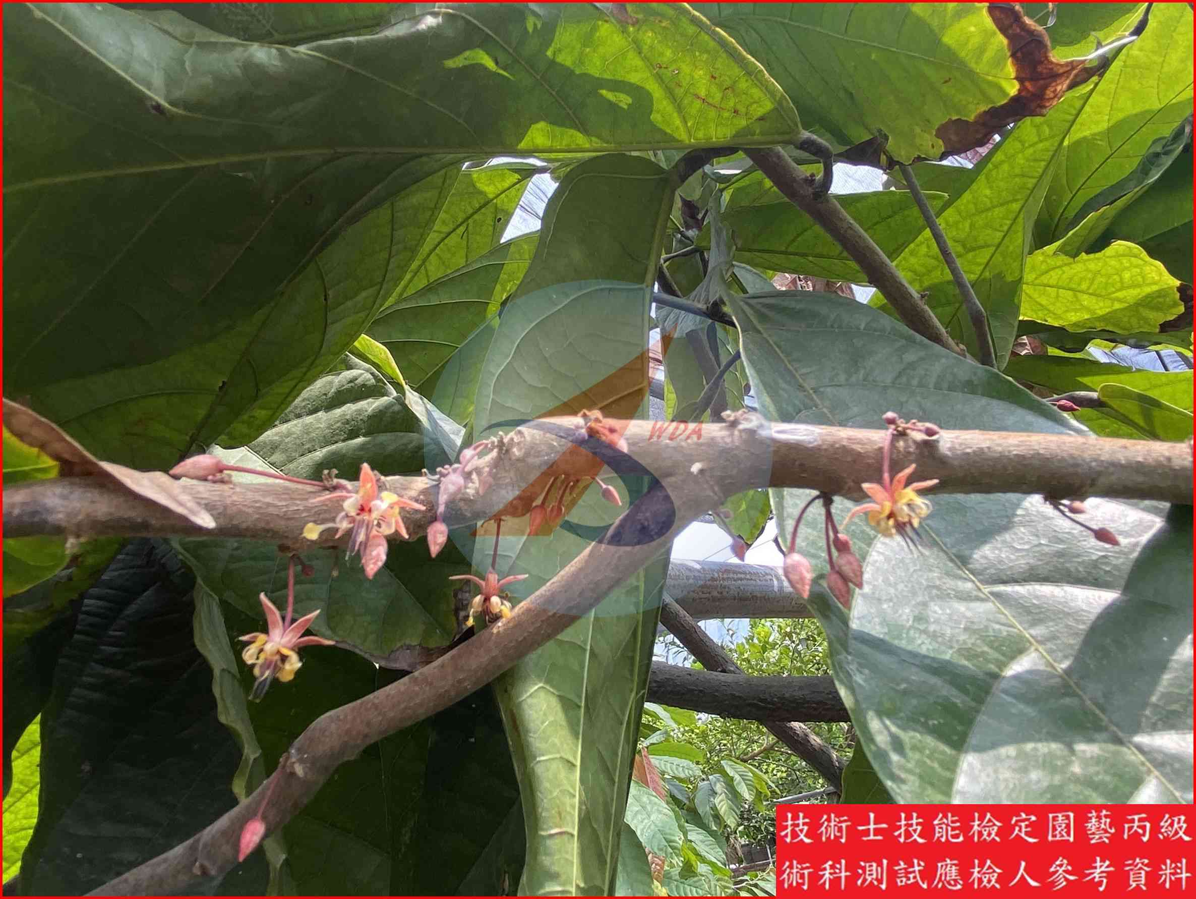 可可 園藝丙級識別圖片 3