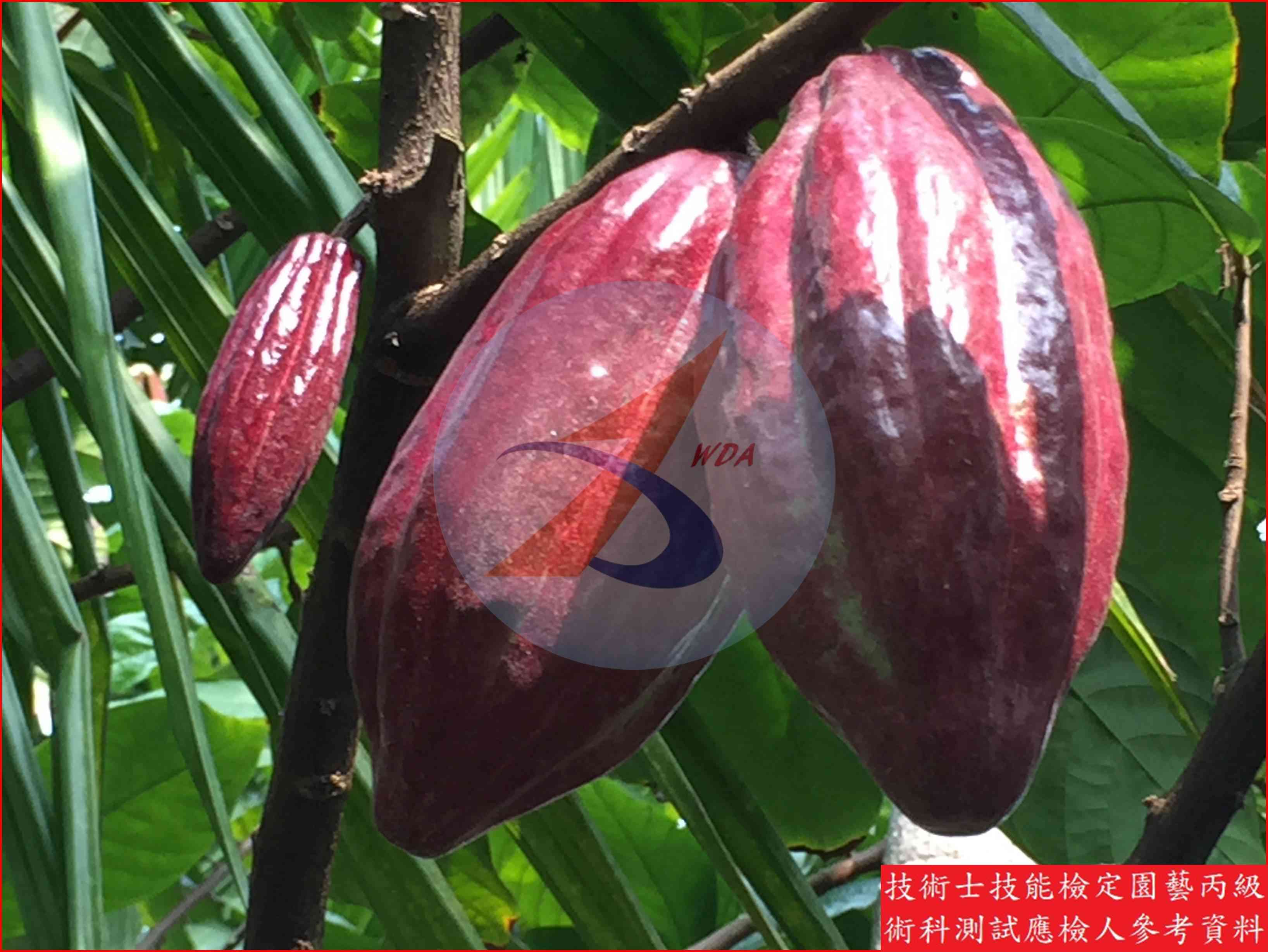 可可 園藝丙級識別圖片 4