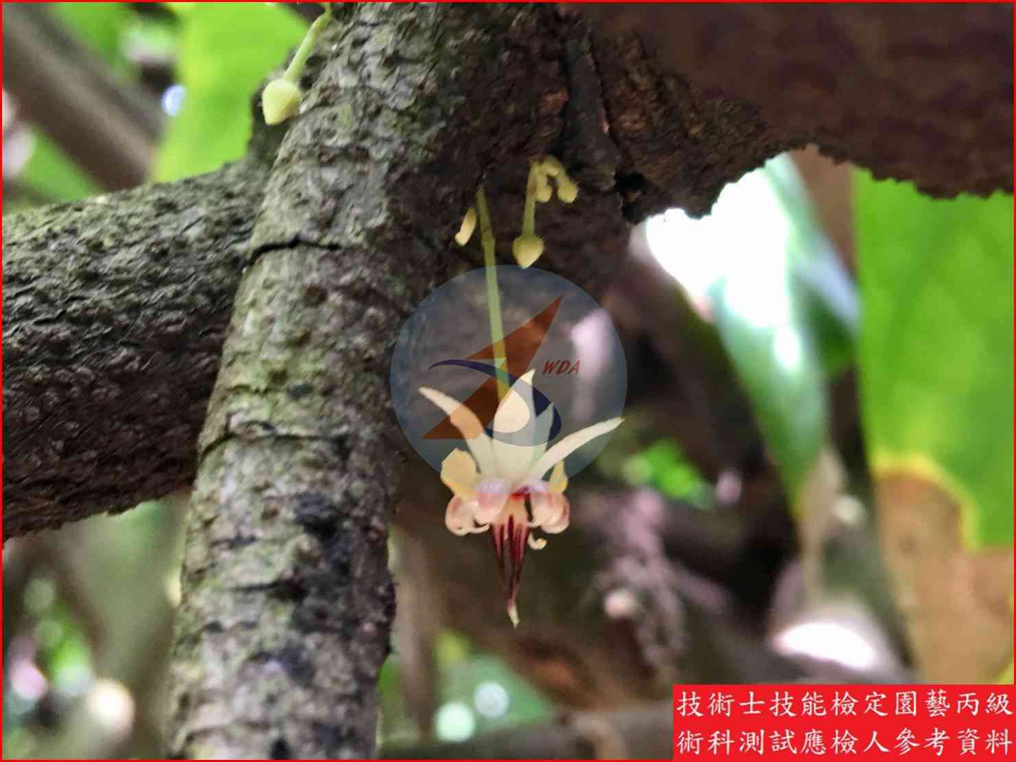 可可 園藝丙級識別圖片 5