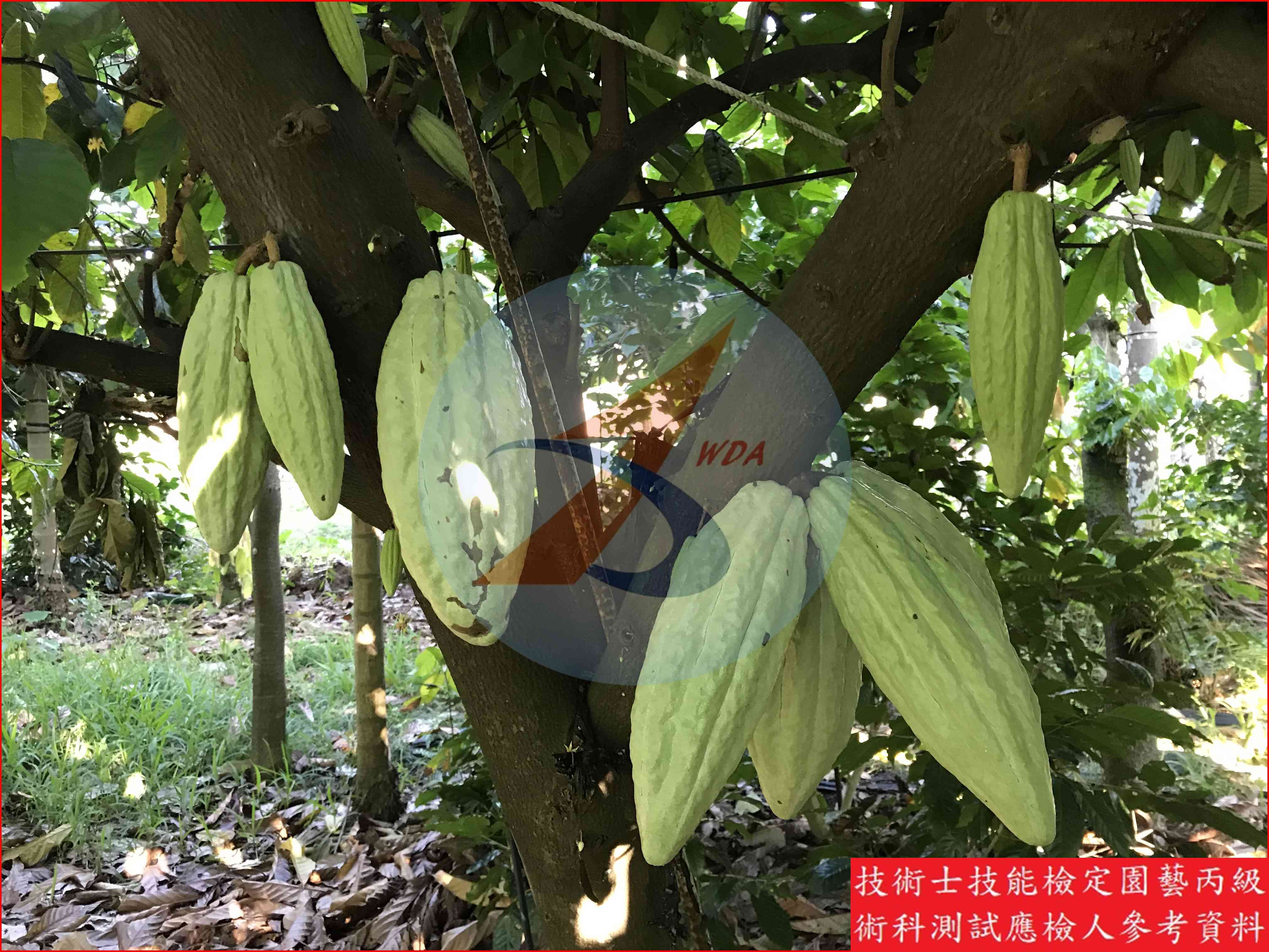 可可 園藝丙級識別圖片 7
