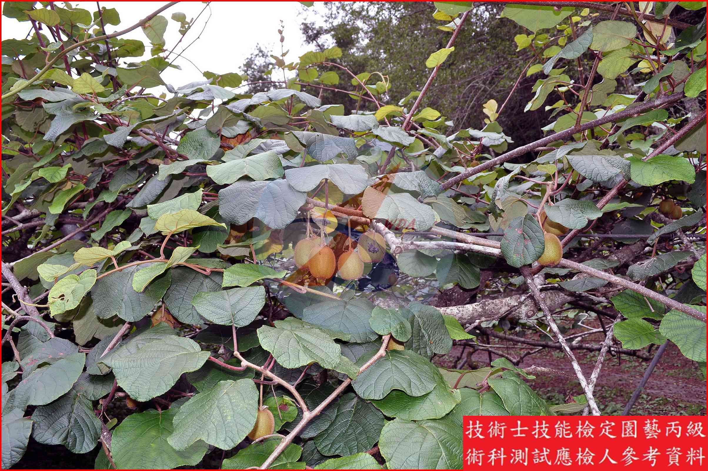 獼猴桃 園藝丙級辨識圖片