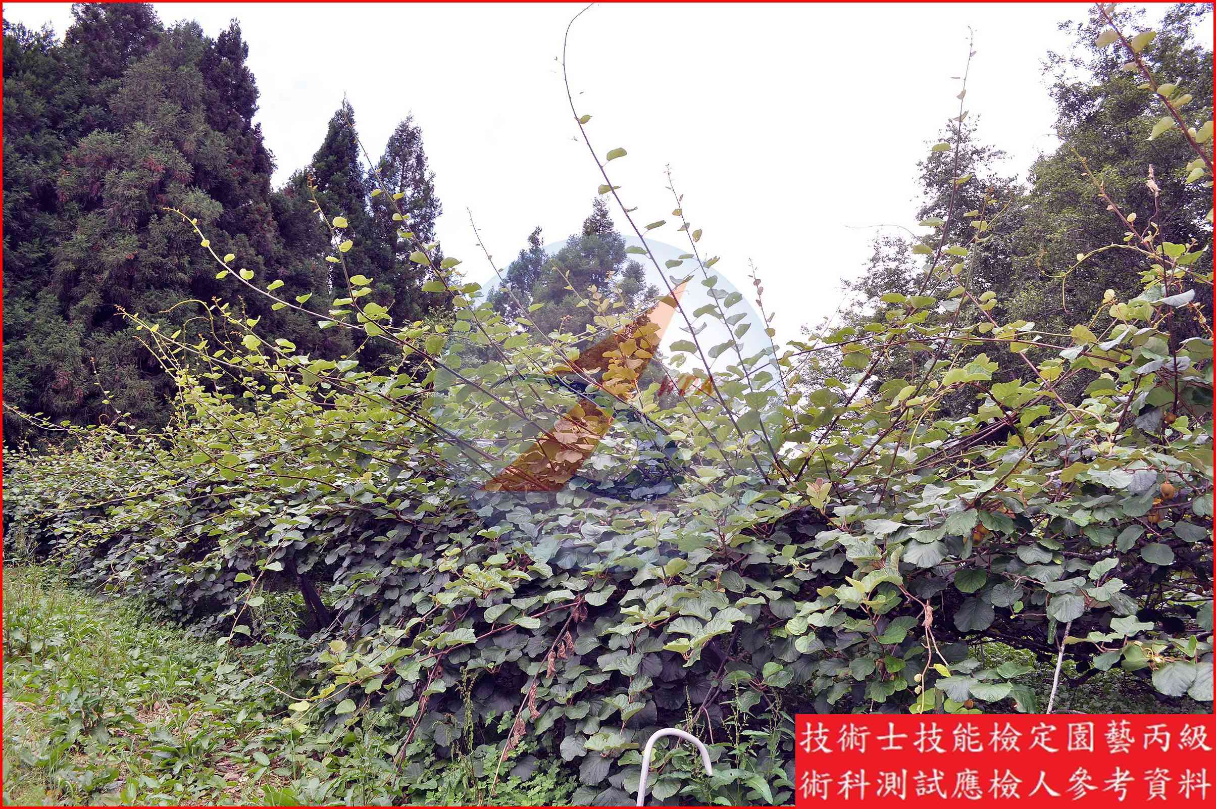獼猴桃 園藝丙級識別圖片 10