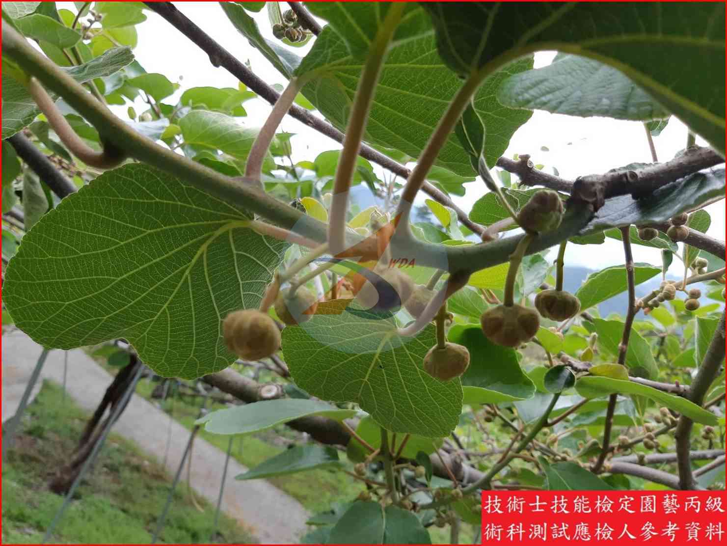 獼猴桃 園藝丙級識別圖片 13