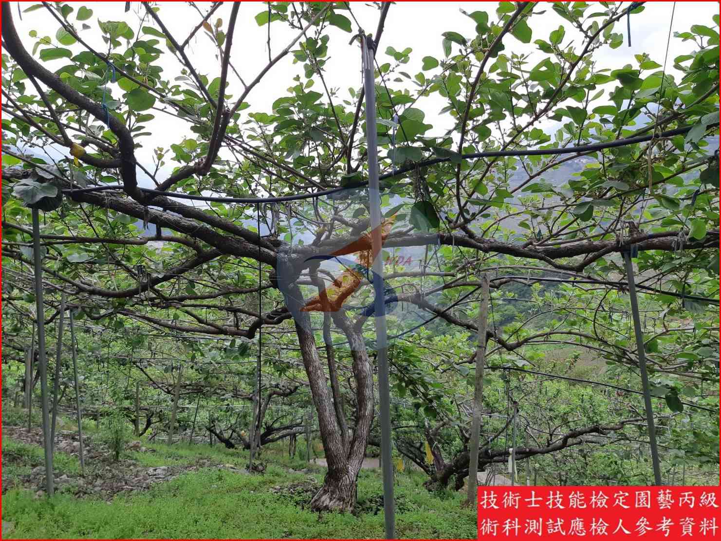 獼猴桃 園藝丙級識別圖片 14