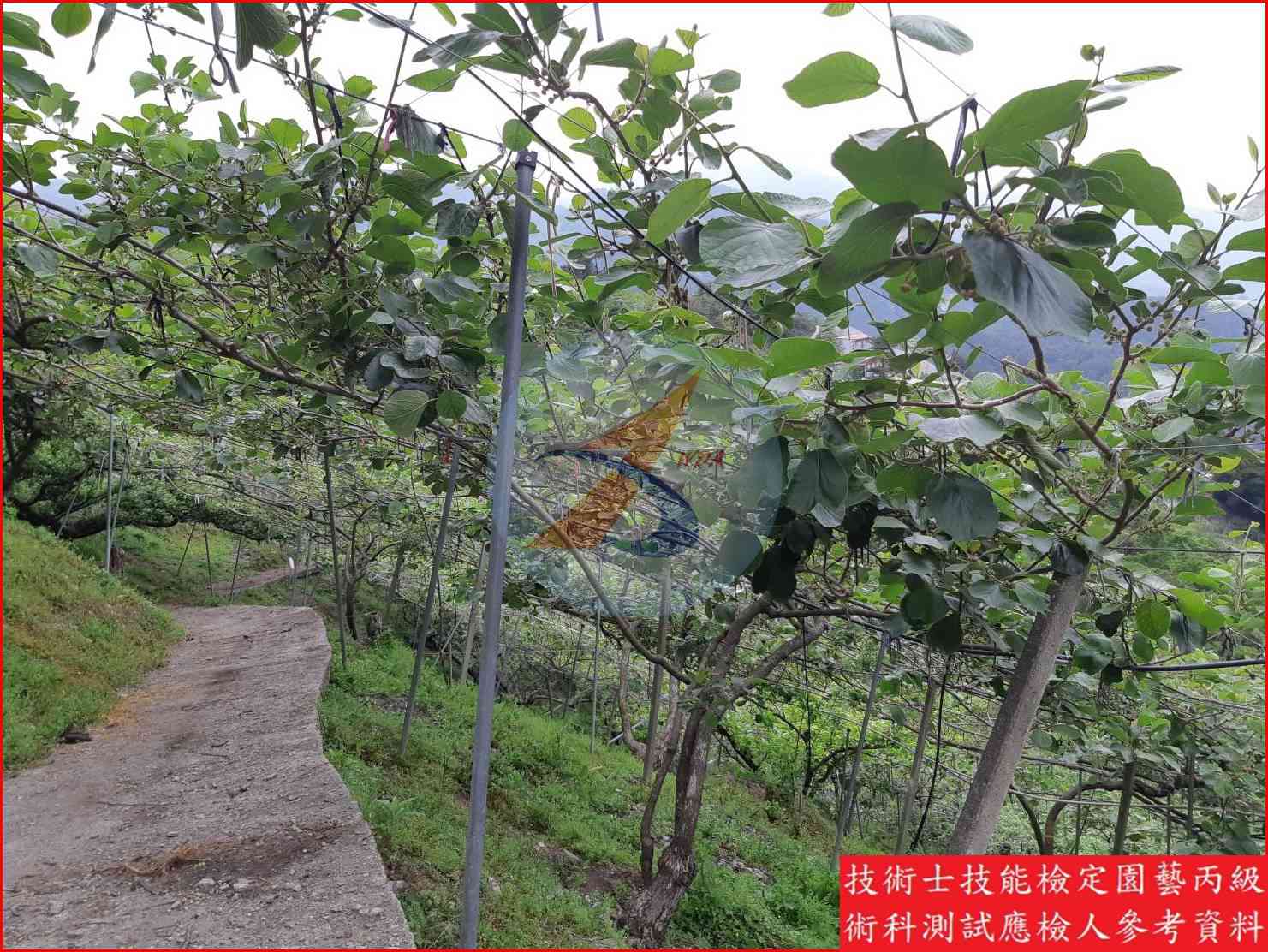 獼猴桃 園藝丙級識別圖片 15