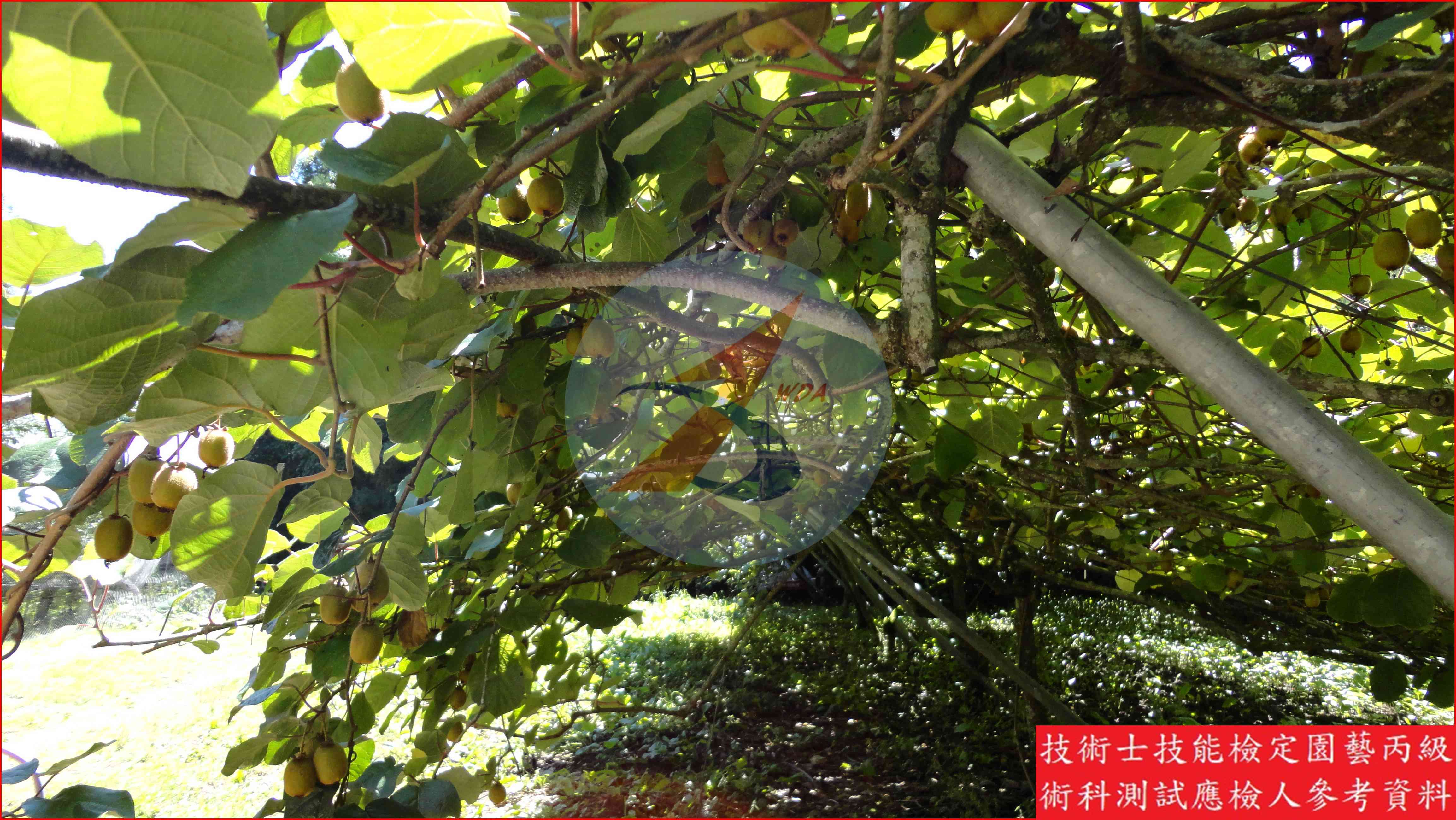 獼猴桃 園藝丙級識別圖片 17