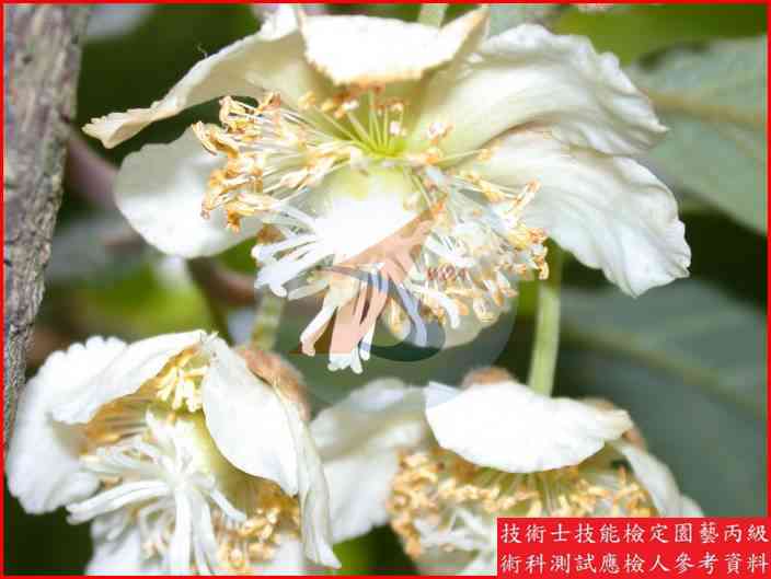 獼猴桃 園藝丙級識別圖片 18