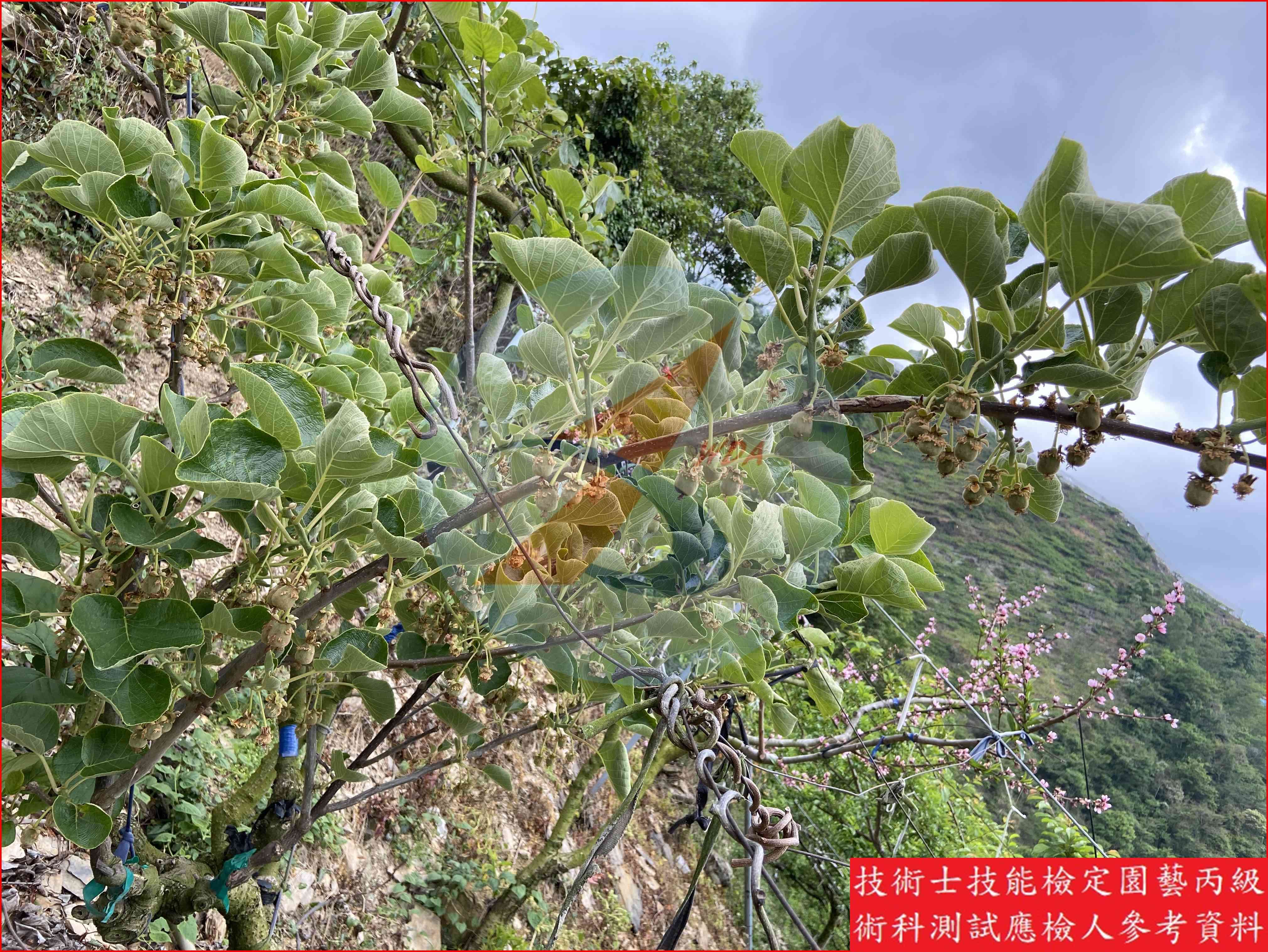 獼猴桃 園藝丙級識別圖片 5