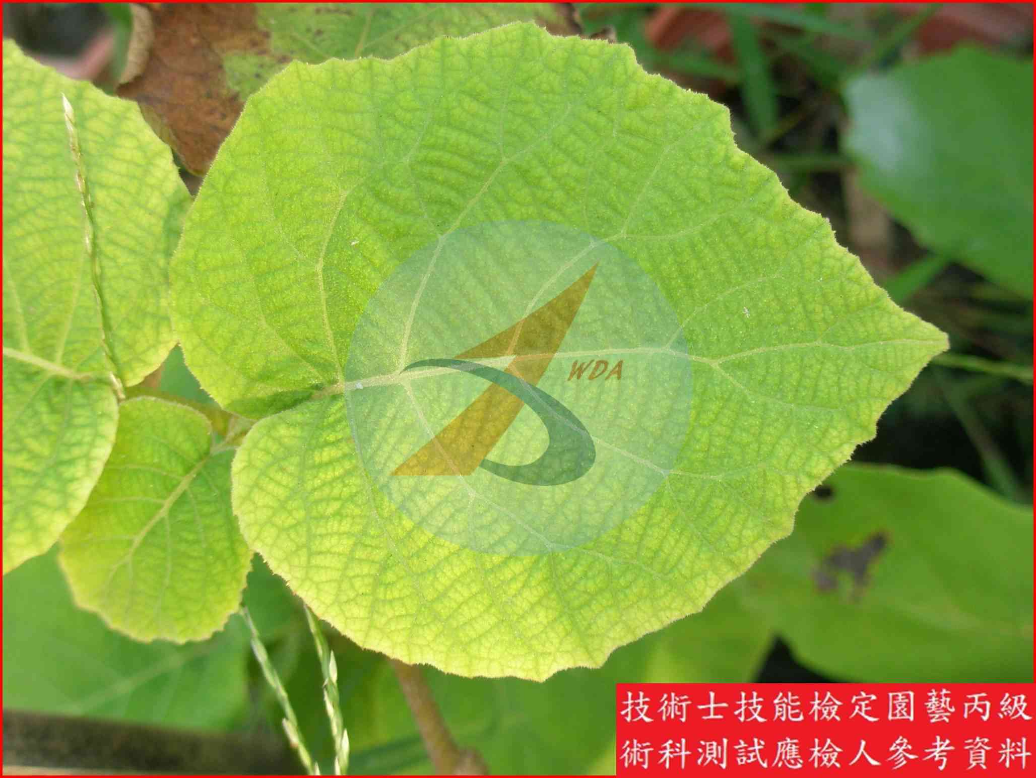 獼猴桃 園藝丙級識別圖片 6
