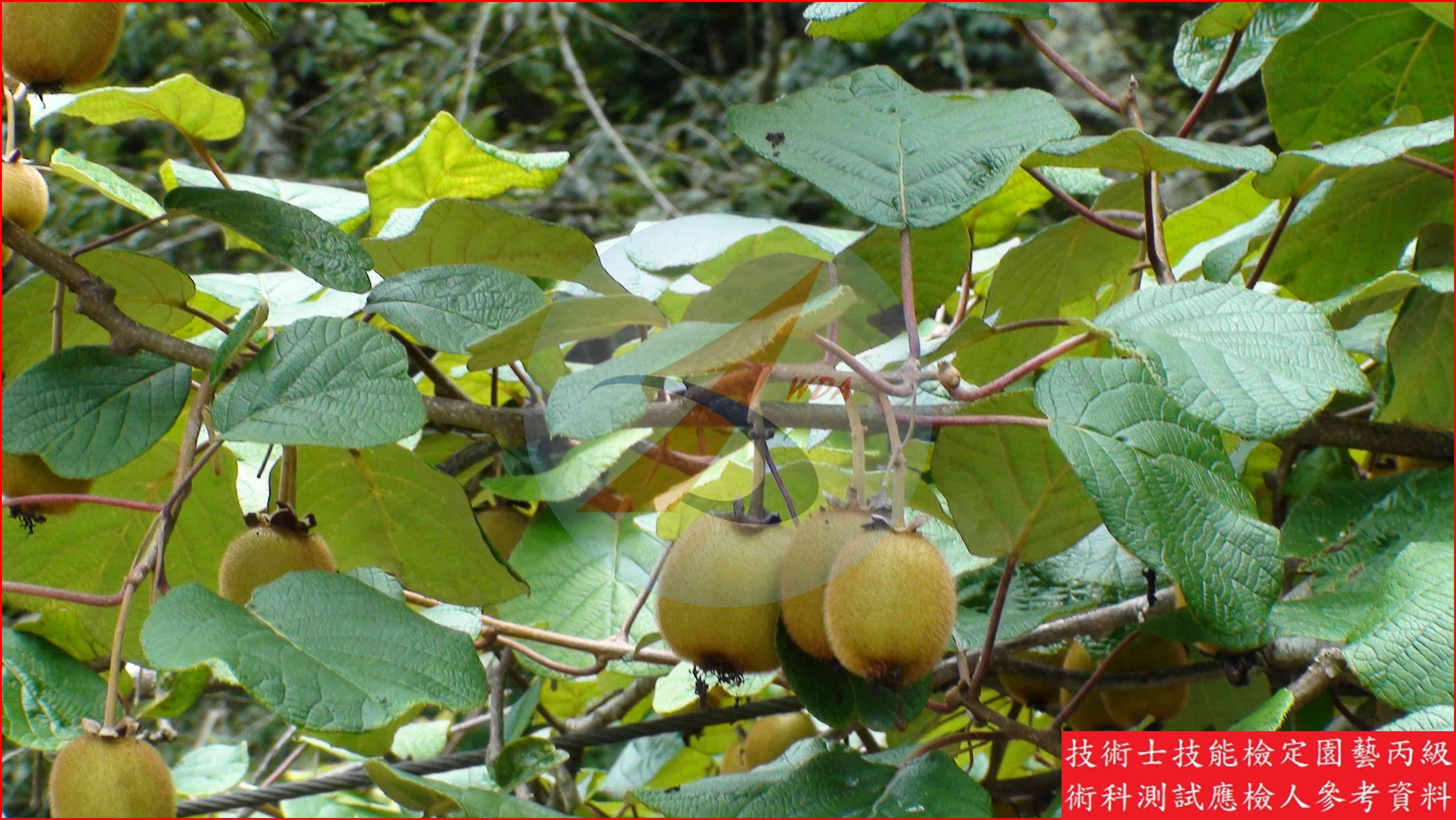 獼猴桃 園藝丙級識別圖片 8