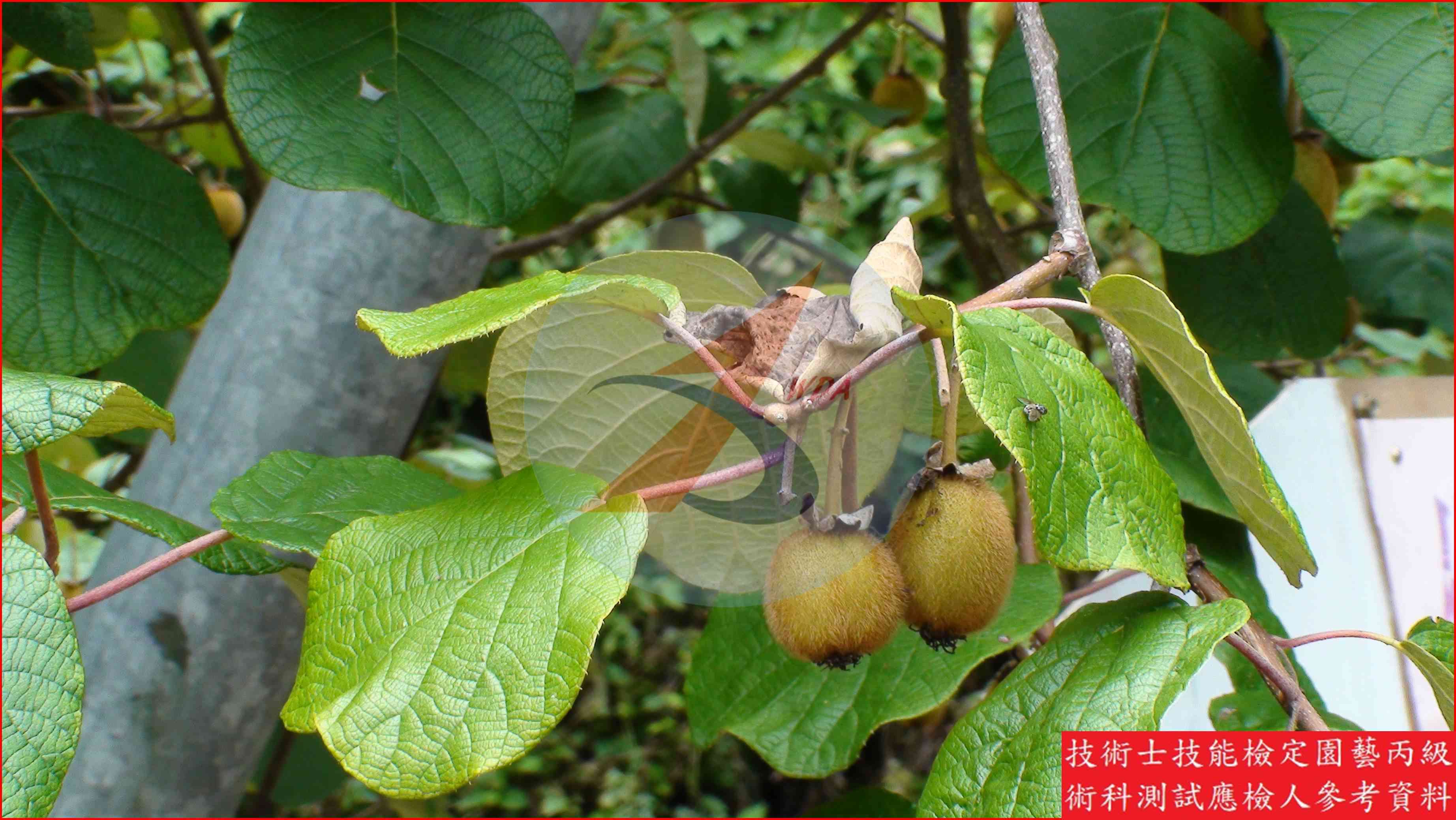 獼猴桃 園藝丙級識別圖片 9