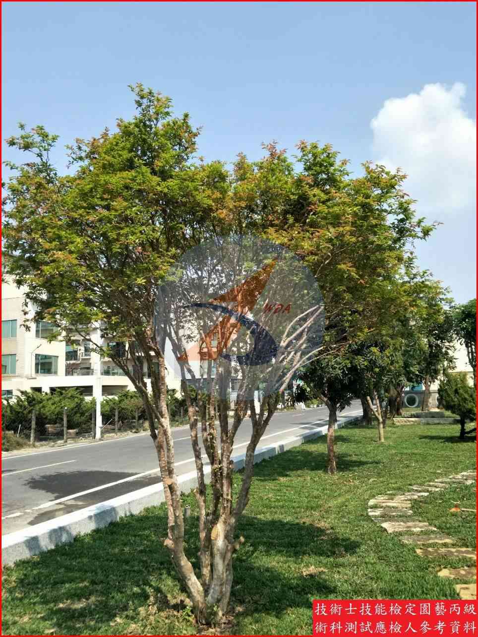 嘉寶果 園藝丙級識別圖片 5