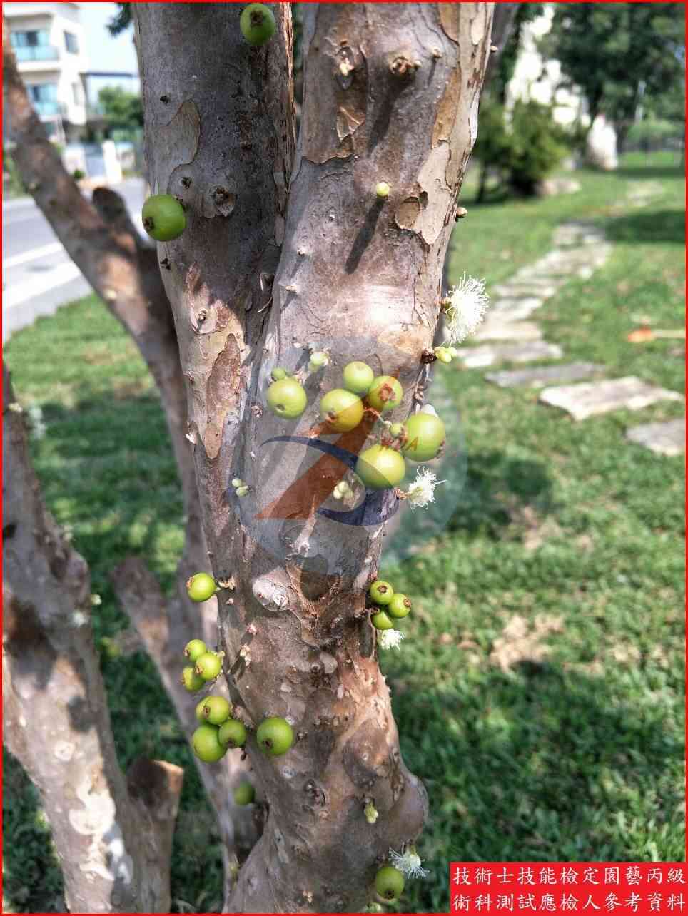 嘉寶果 園藝丙級識別圖片 6