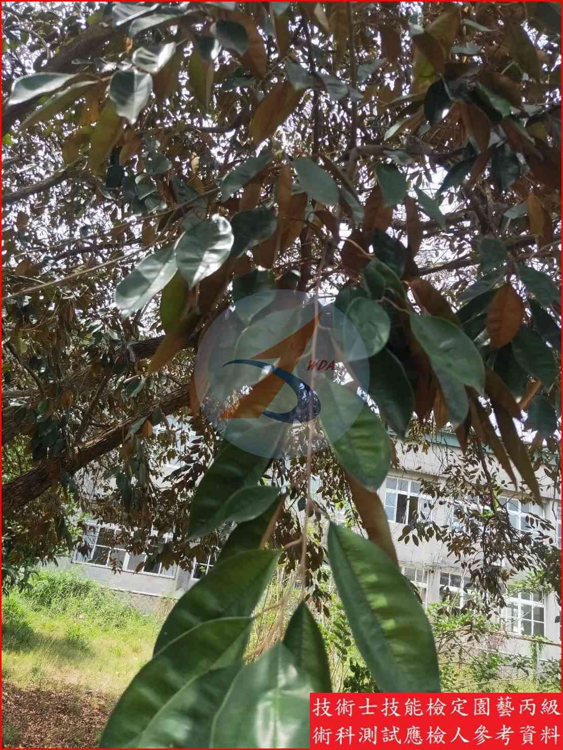 星蘋果 園藝丙級識別圖片 3