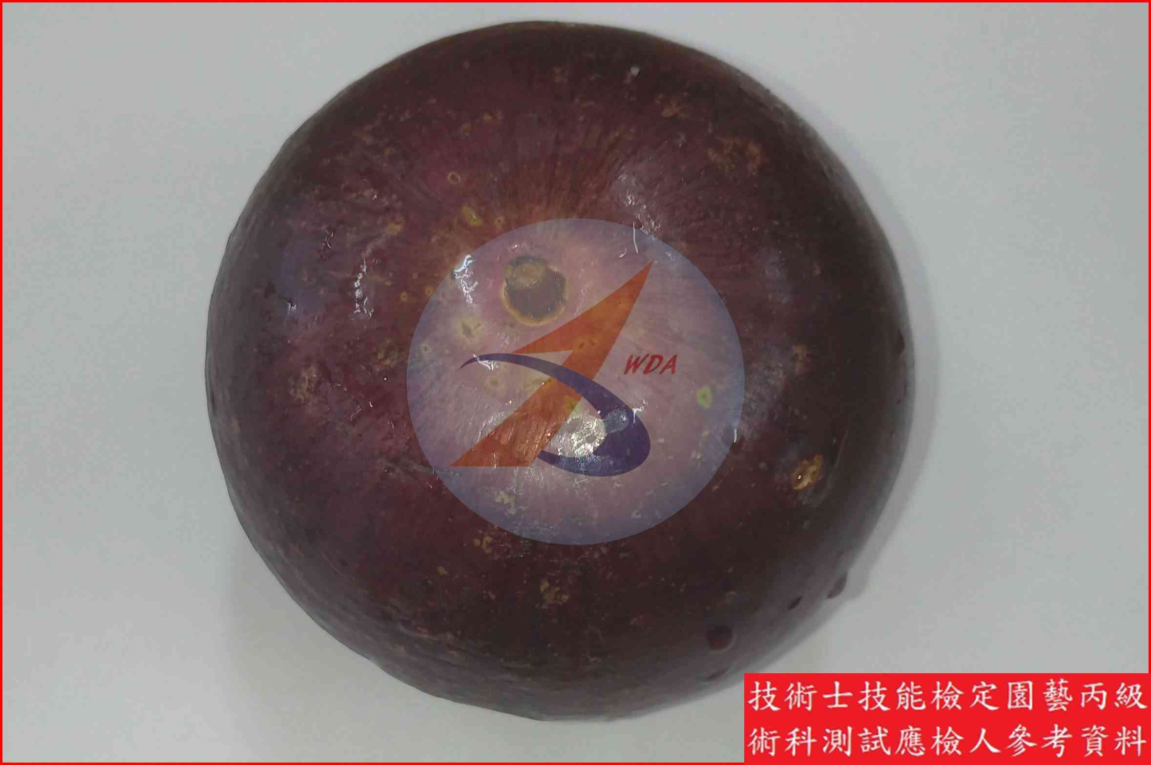 星蘋果 園藝丙級識別圖片 6