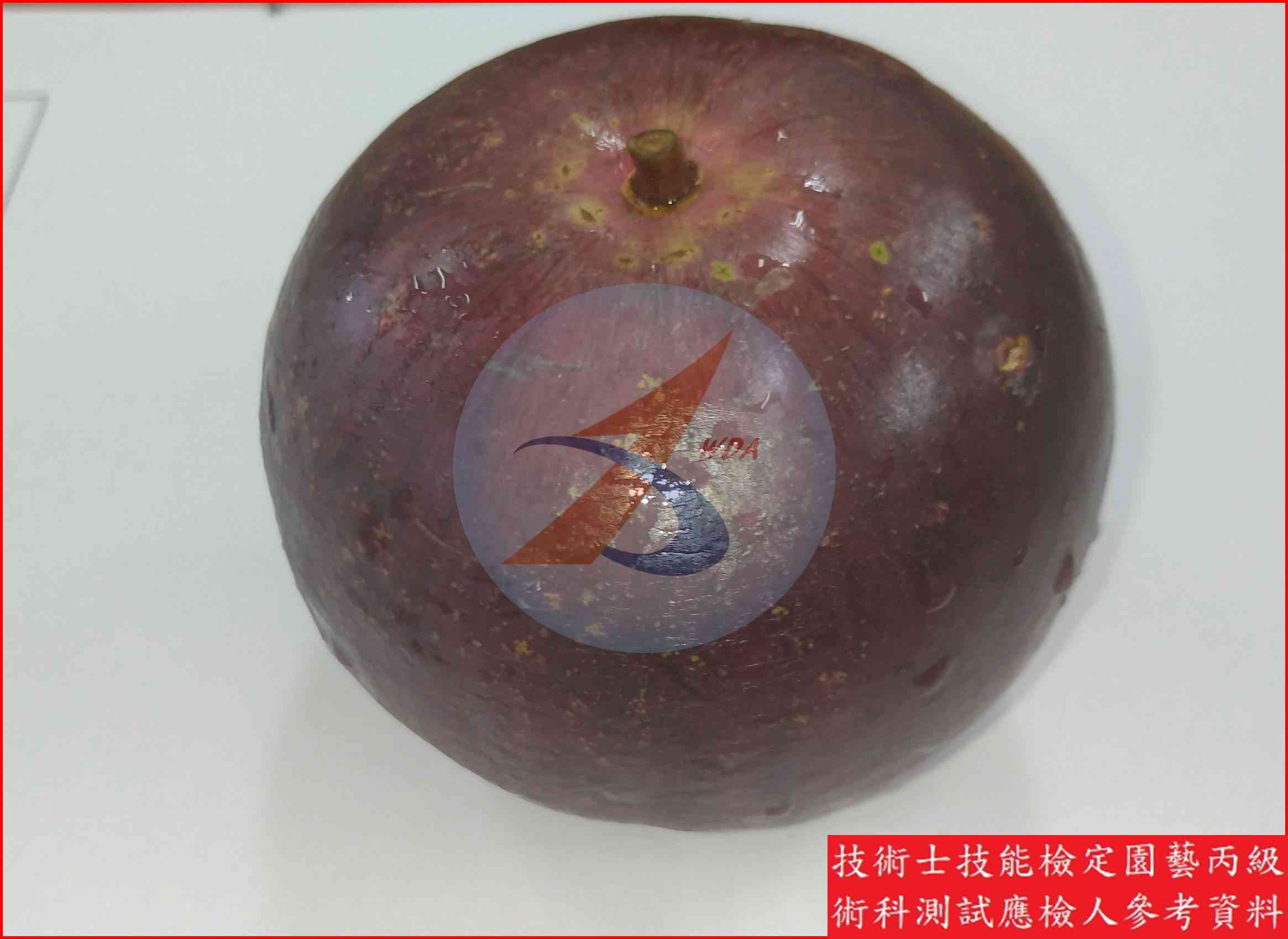 星蘋果 園藝丙級識別圖片 7