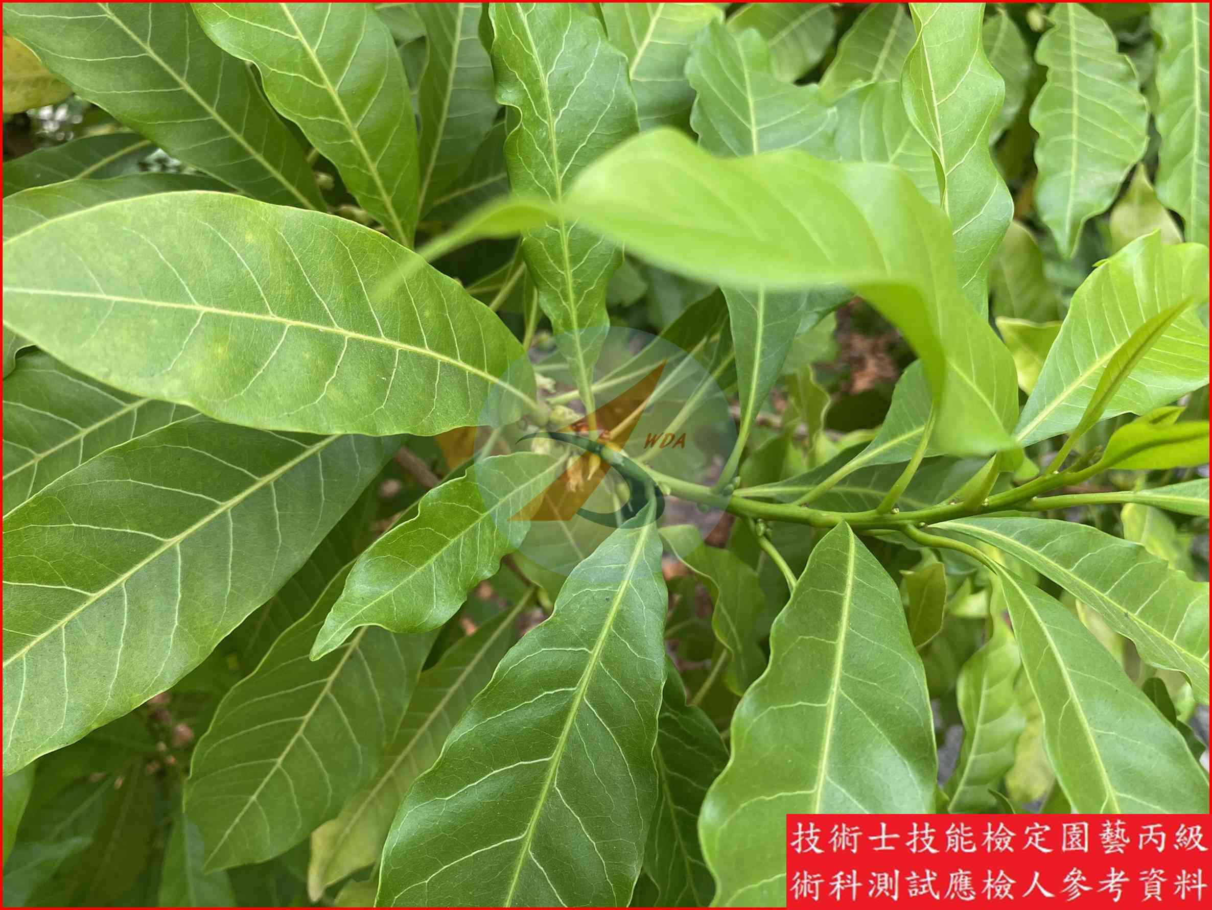 黃金果 園藝丙級識別圖片 10