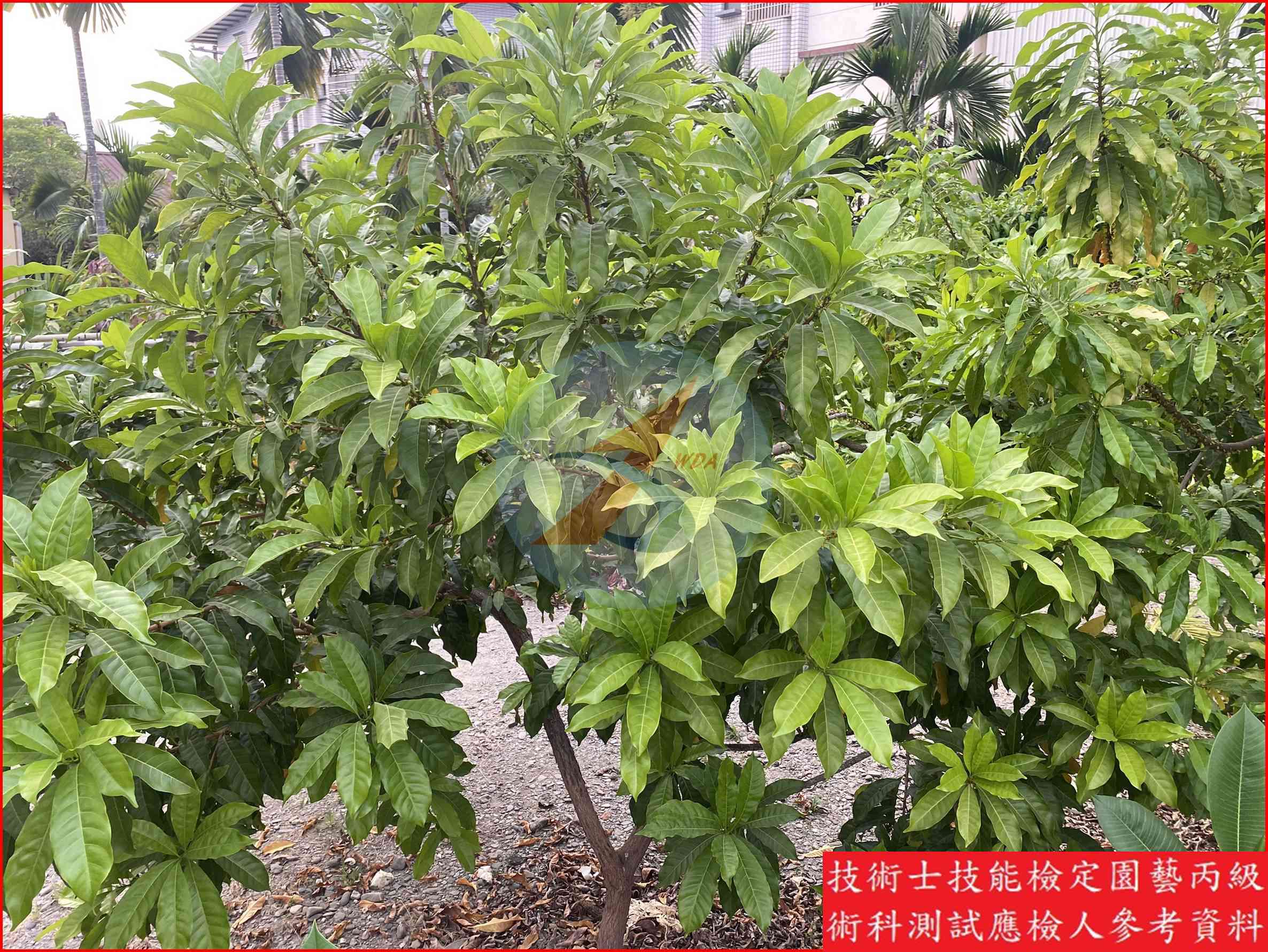 黃金果 園藝丙級識別圖片 11
