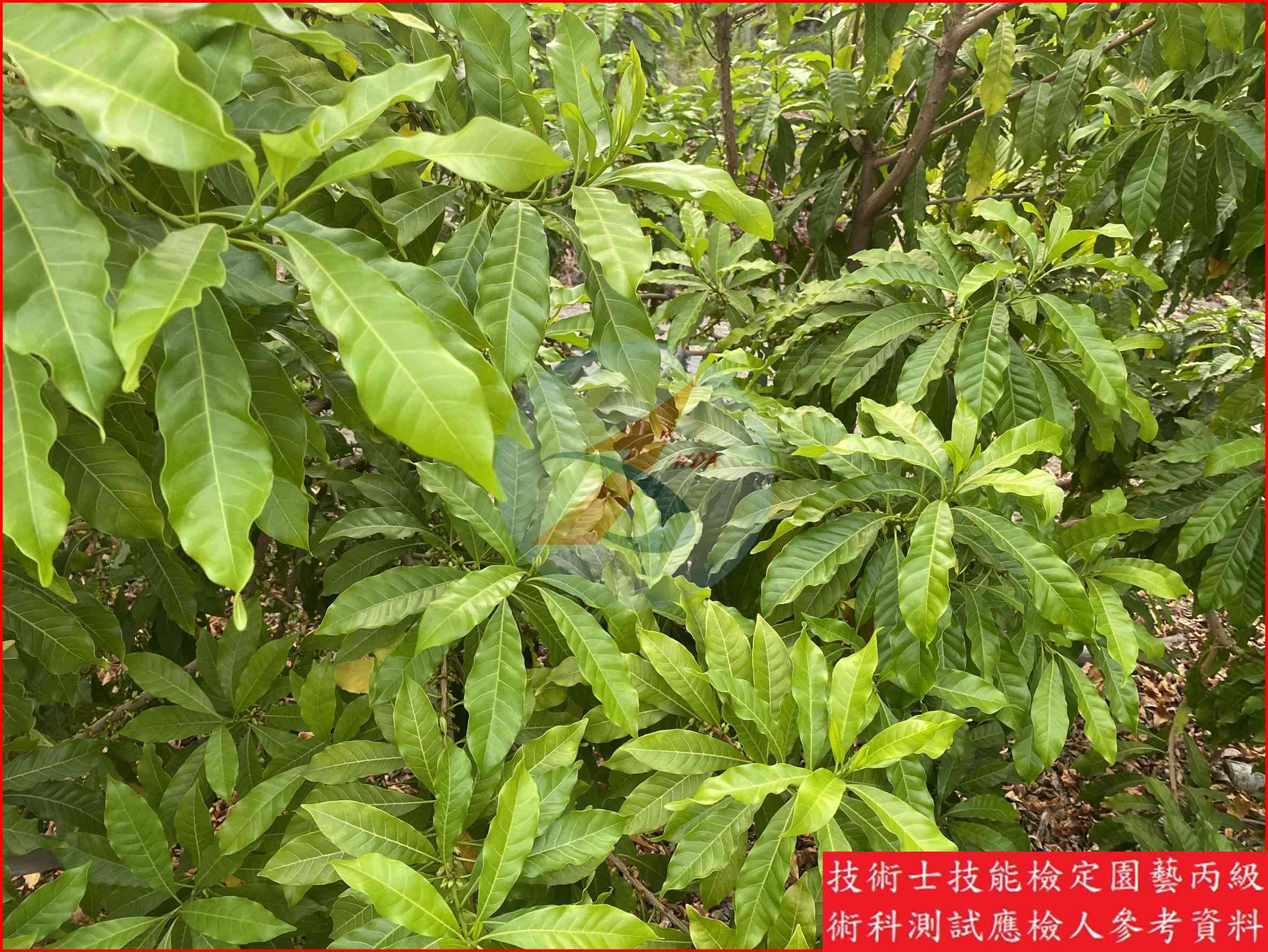 黃金果 園藝丙級識別圖片 12