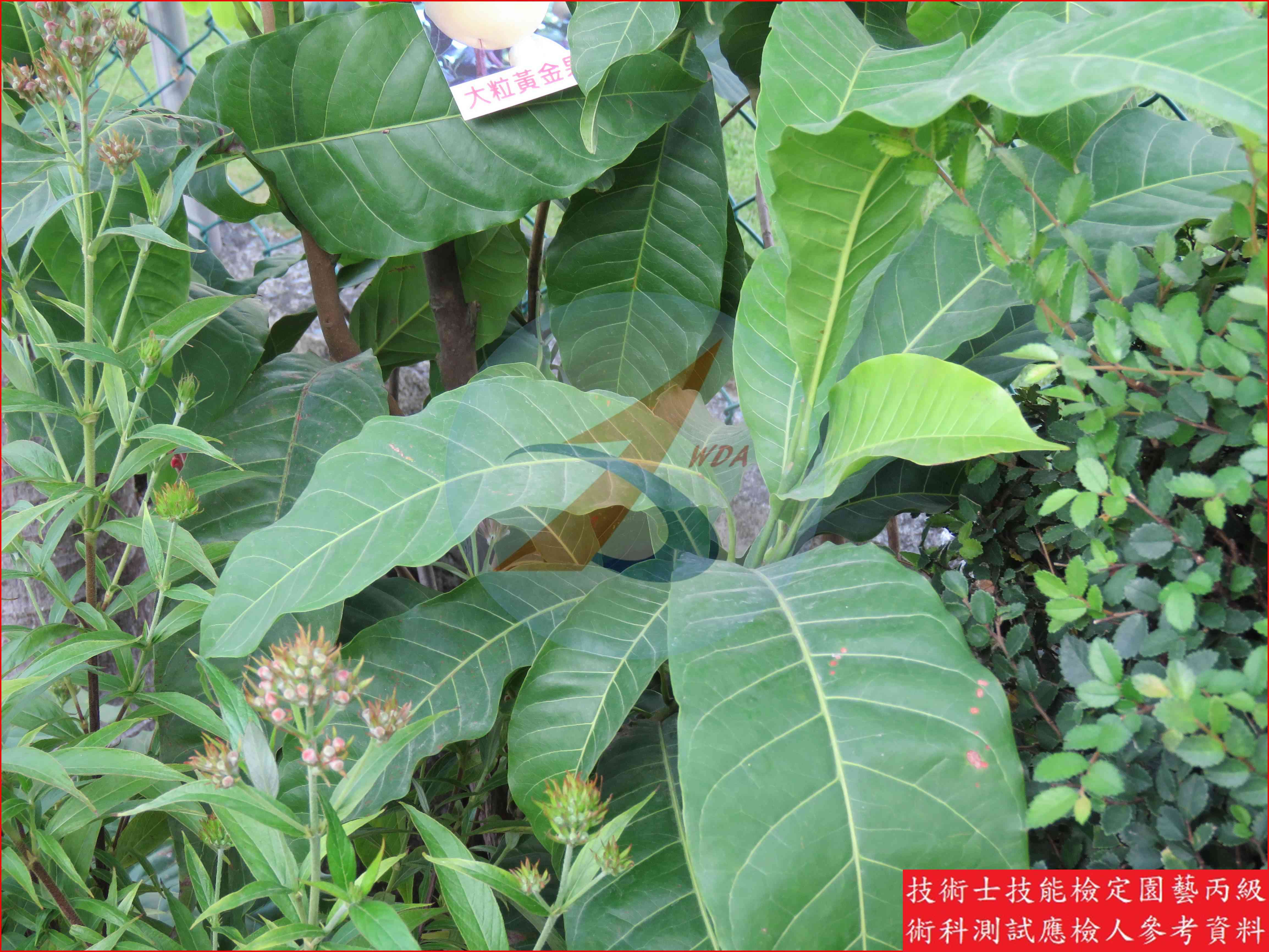 黃金果 園藝丙級識別圖片 2