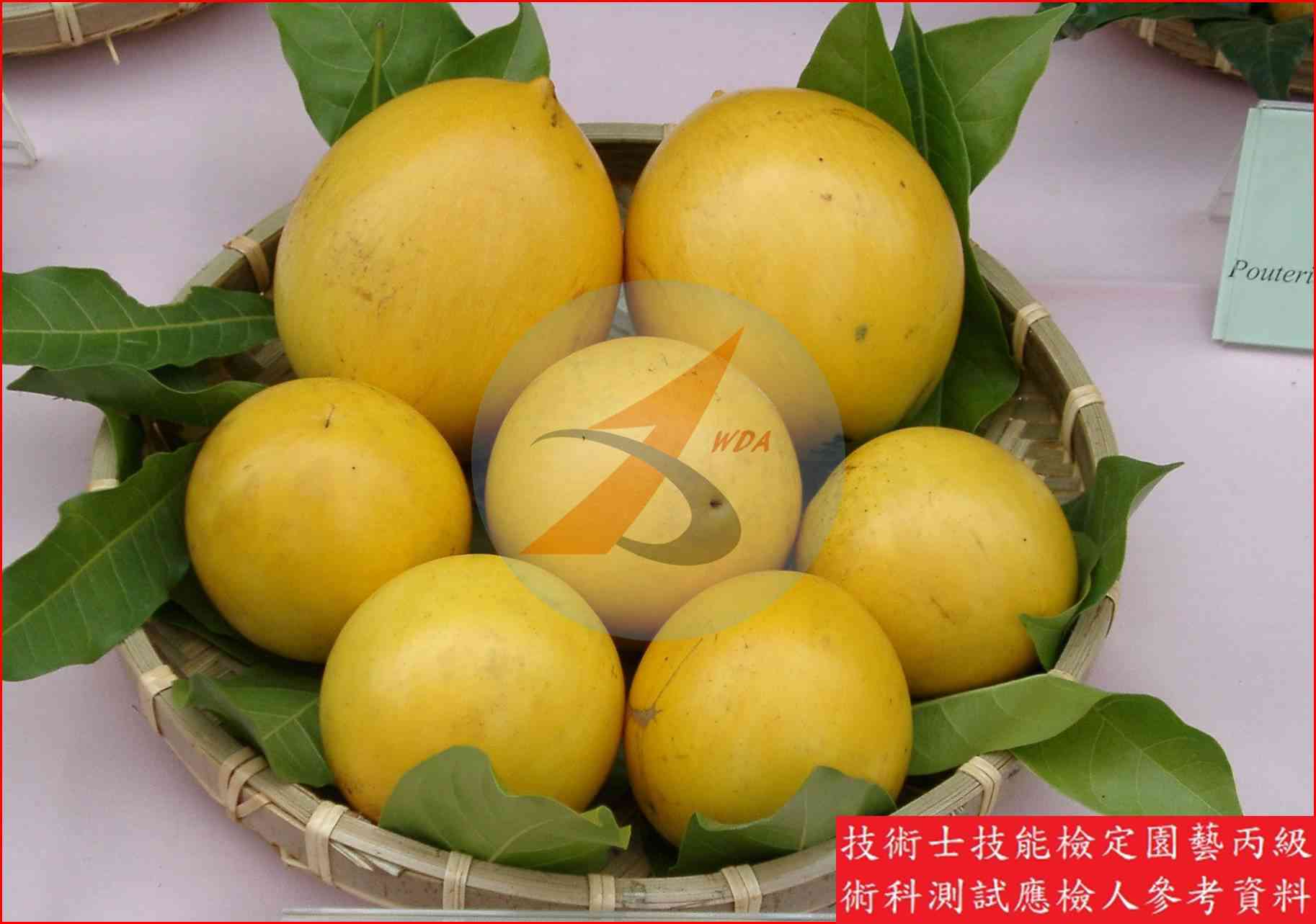 黃金果 園藝丙級識別圖片 6