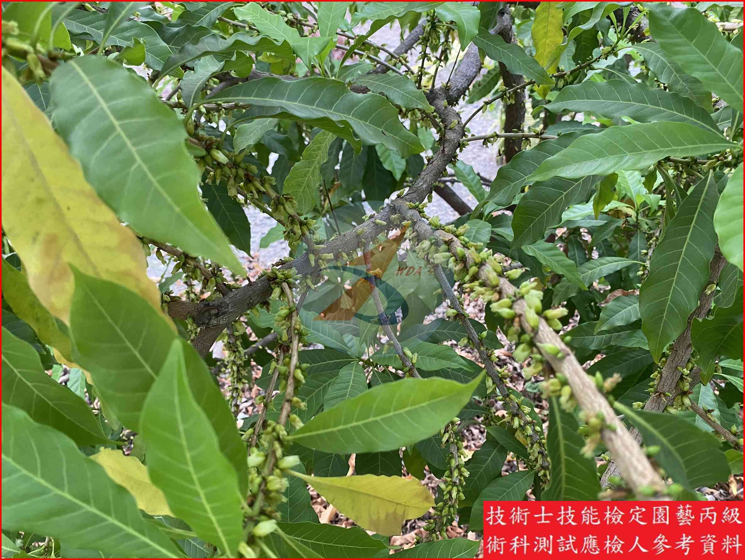 黃金果 園藝丙級識別圖片 7