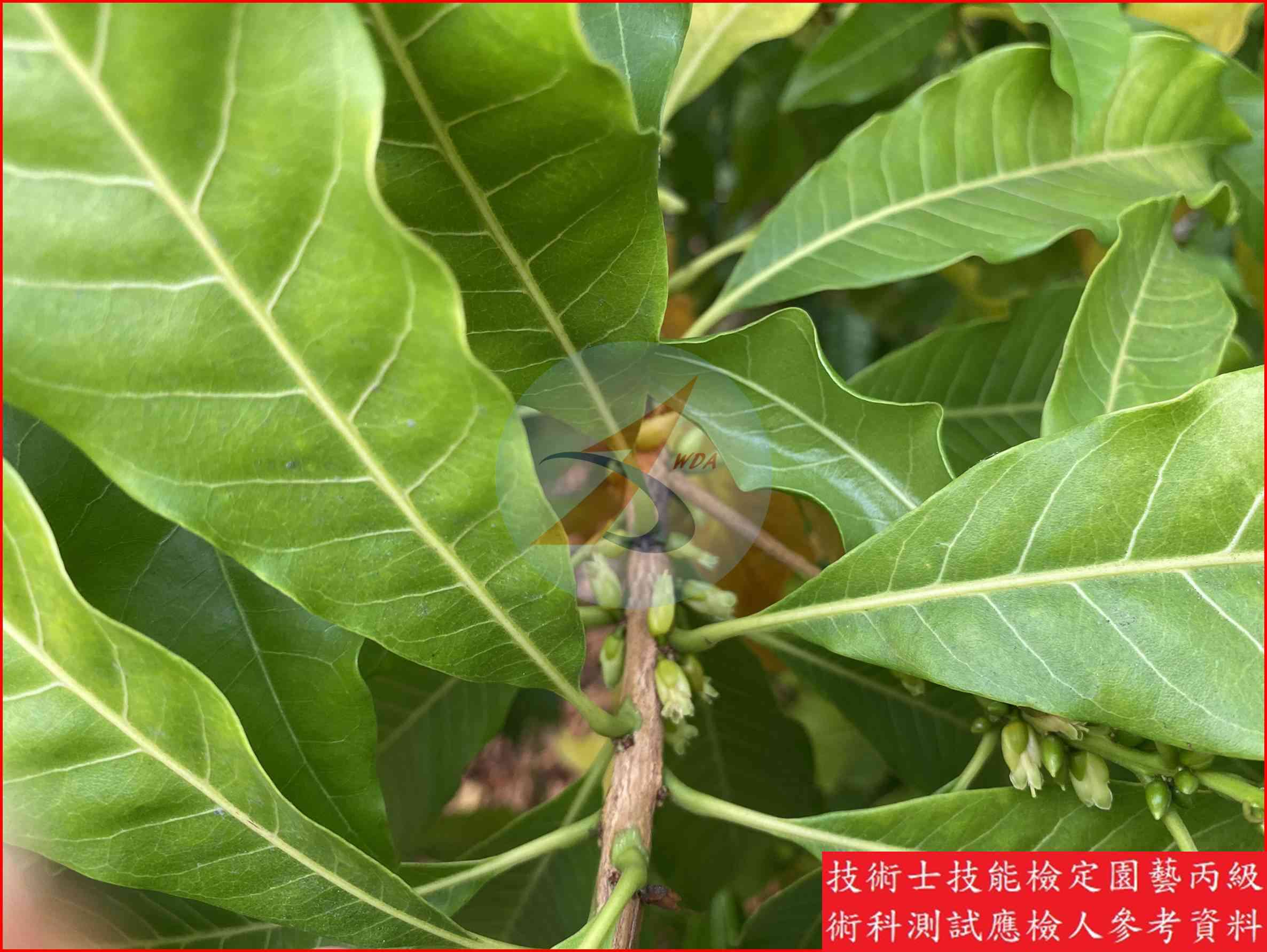 黃金果 園藝丙級識別圖片 8