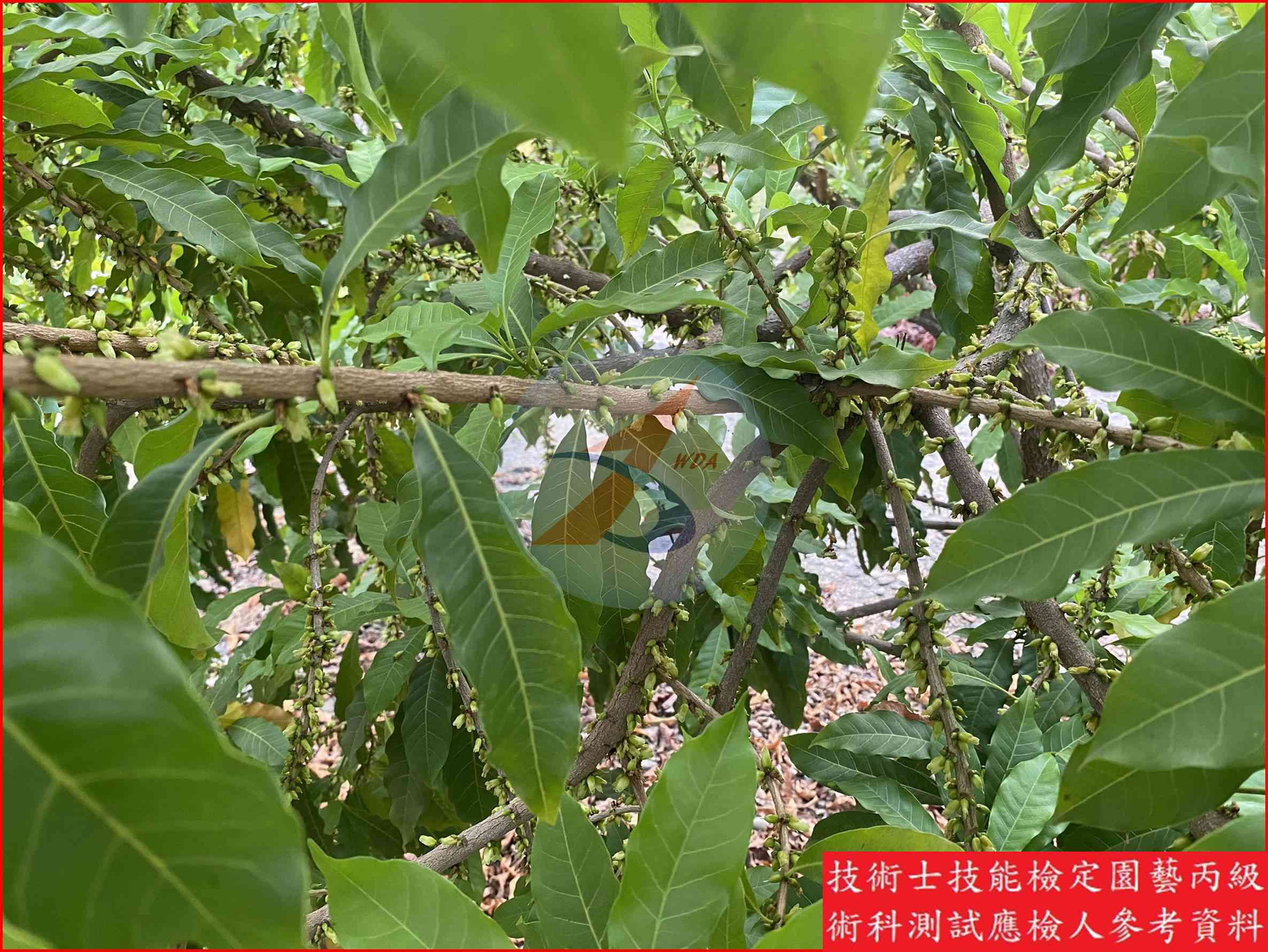 黃金果 園藝丙級識別圖片 9