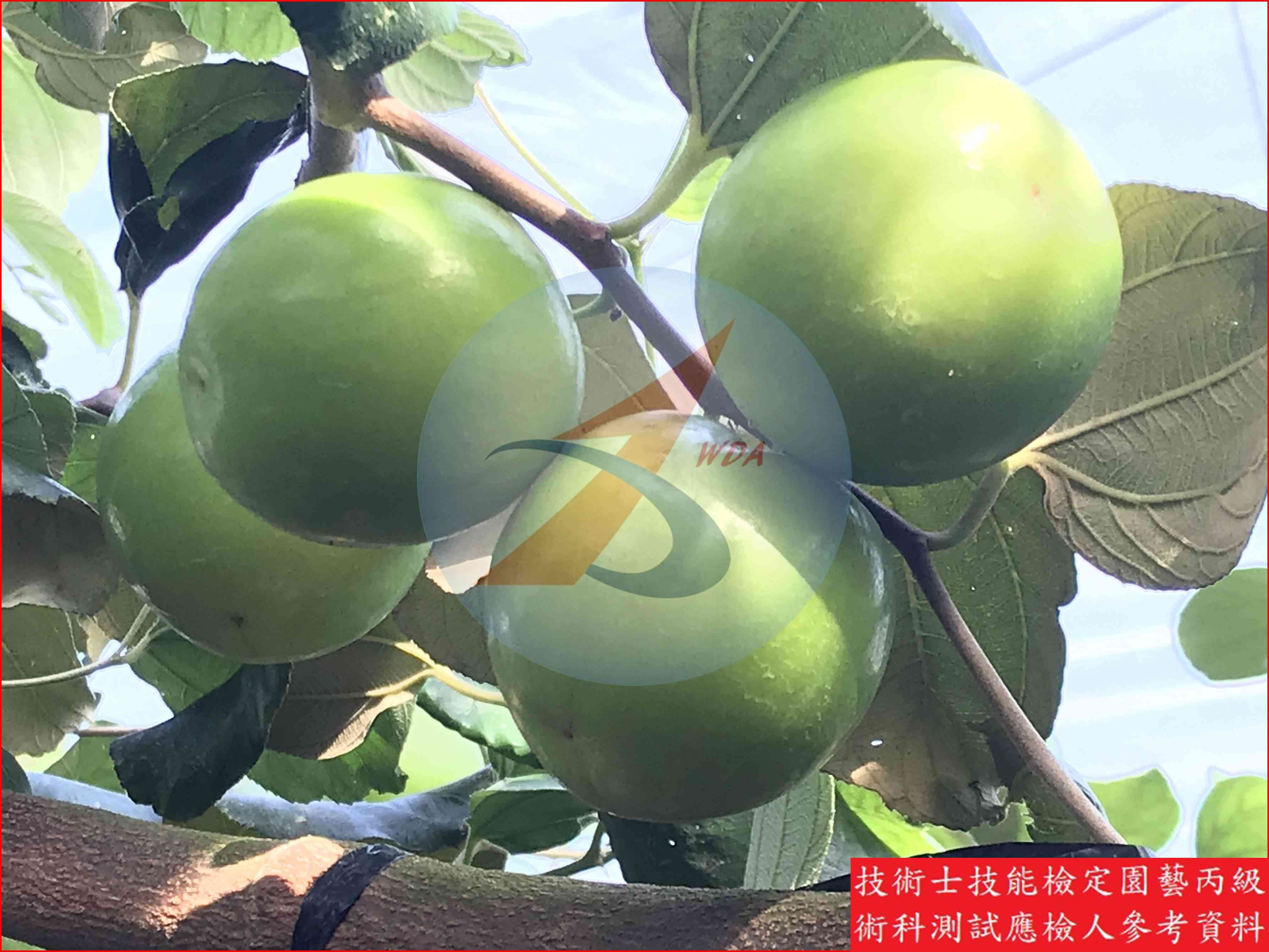 棗 園藝丙級識別圖片 10