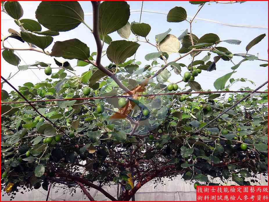 棗 園藝丙級識別圖片 2