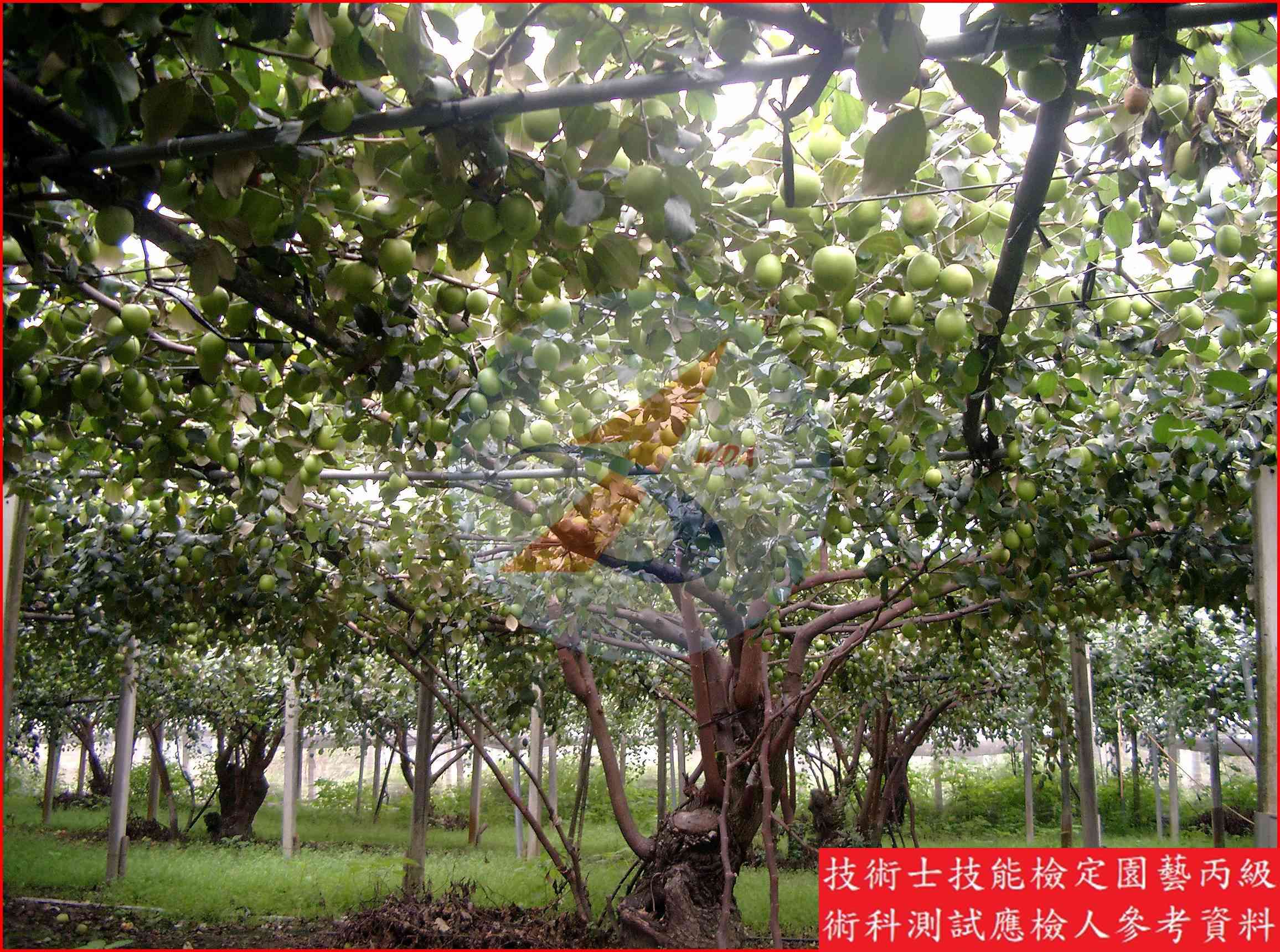 棗 園藝丙級識別圖片 4