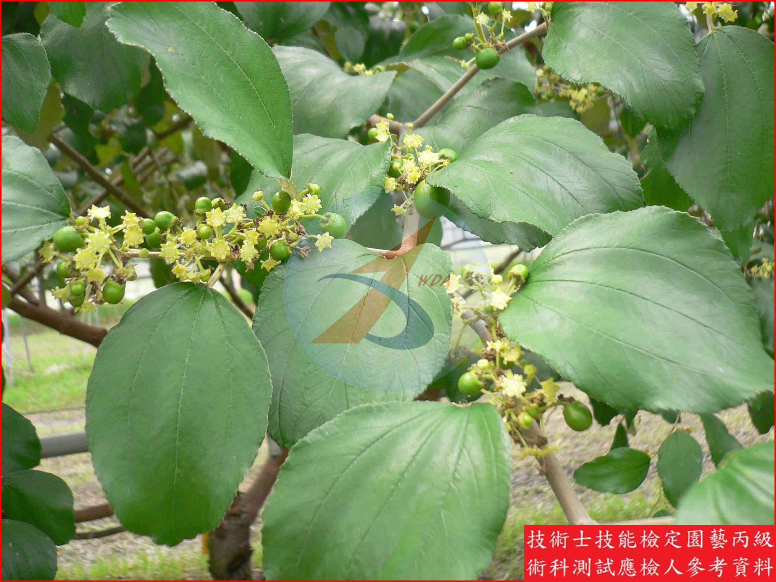 棗 園藝丙級識別圖片 5