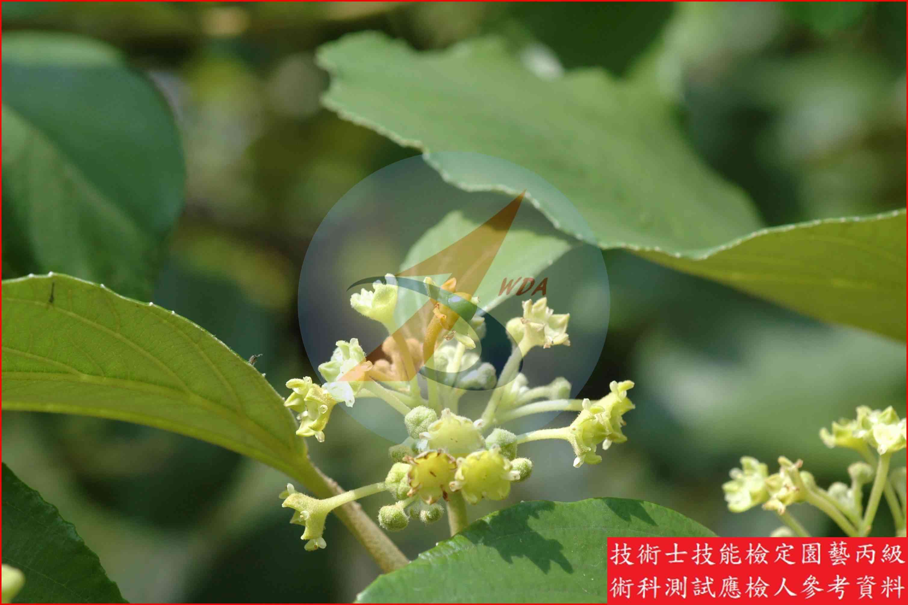 棗 園藝丙級識別圖片 6