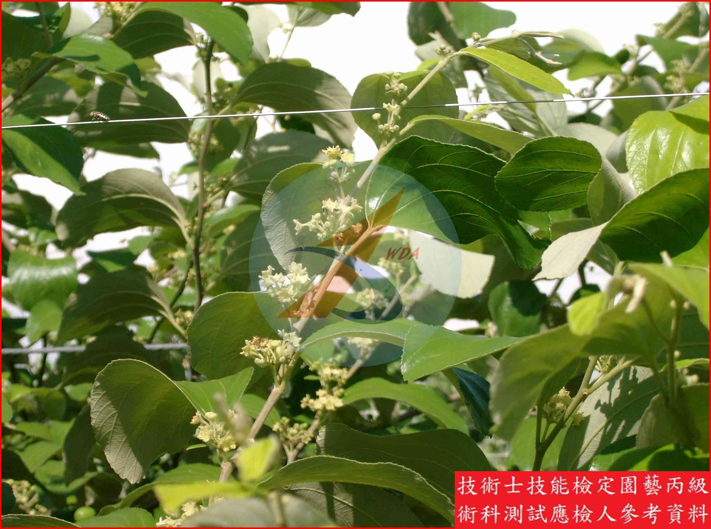 棗 園藝丙級識別圖片 7