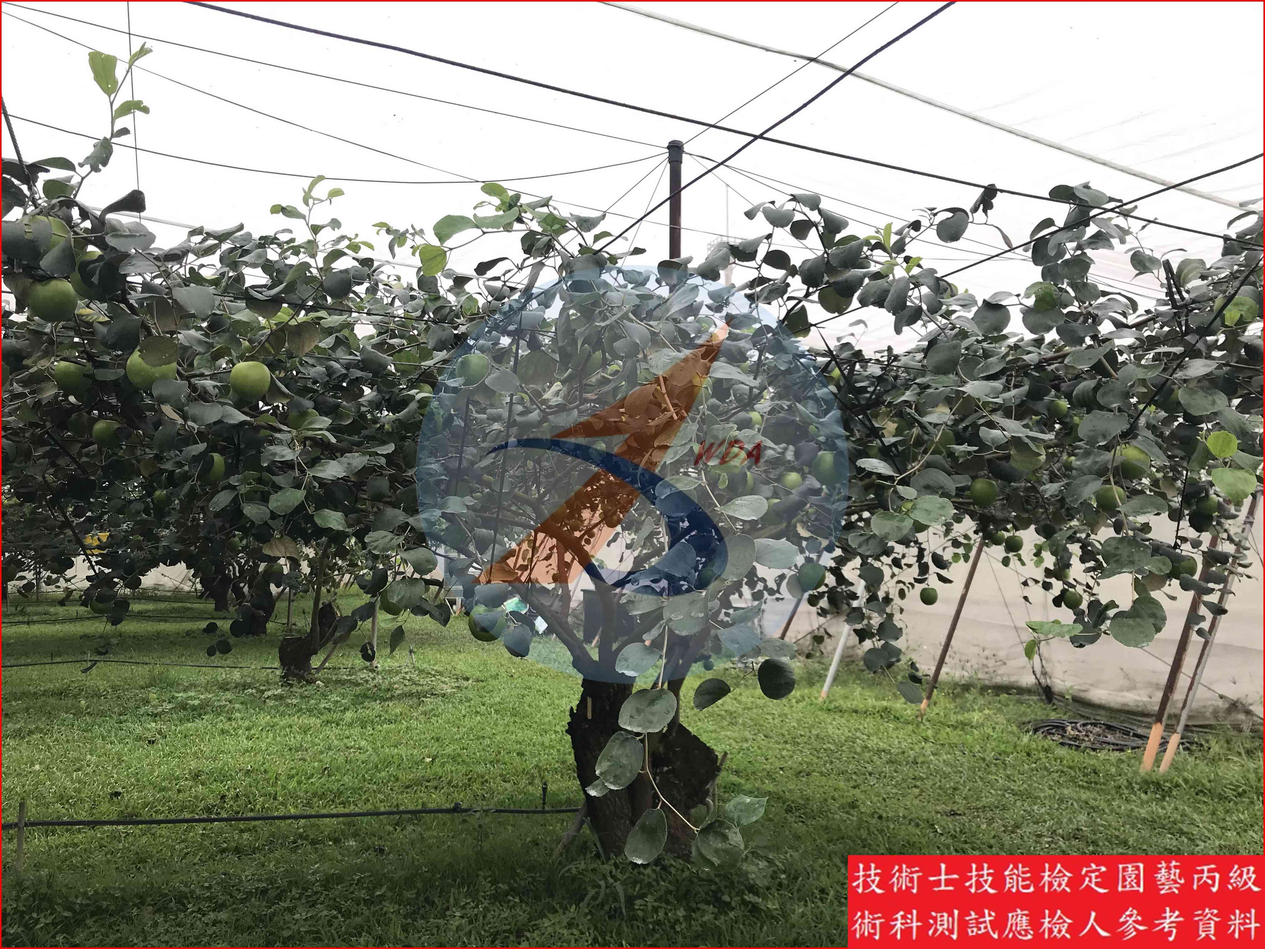 棗 園藝丙級識別圖片 8