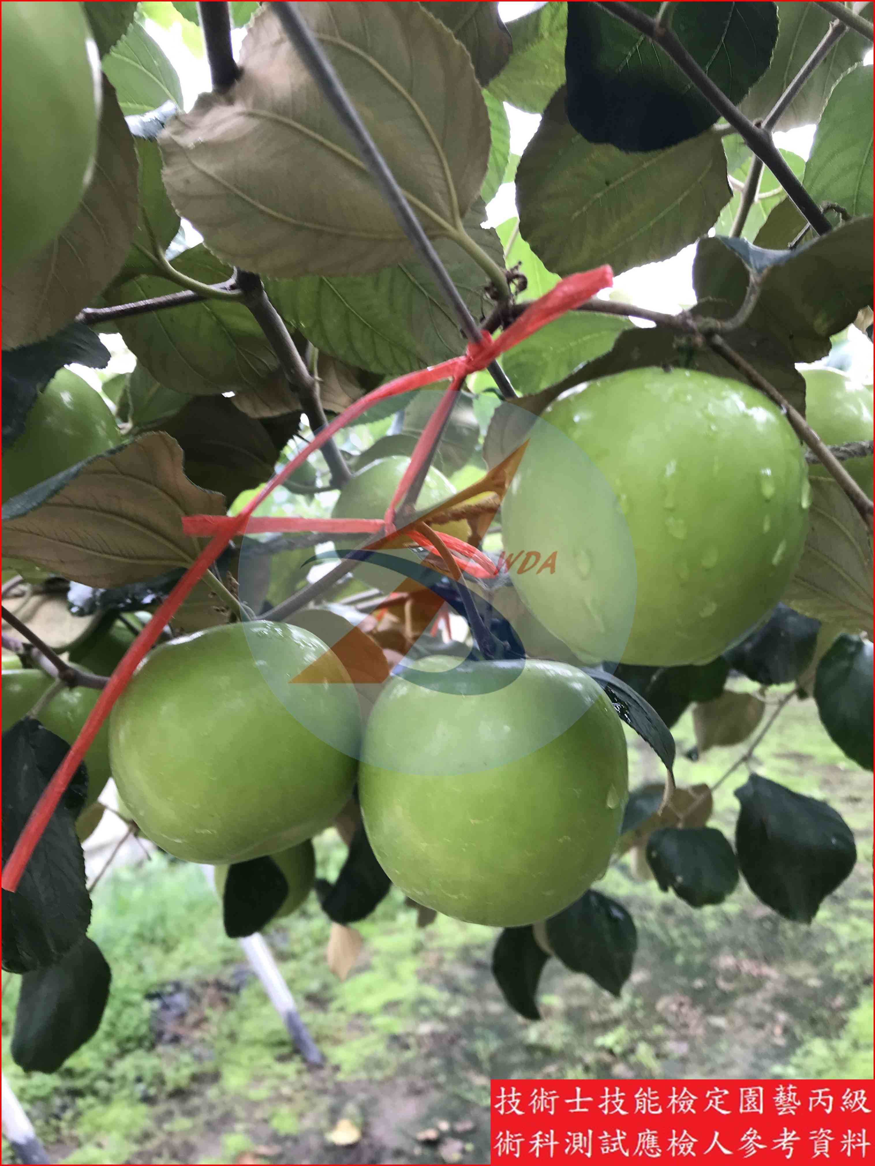 棗 園藝丙級識別圖片 9