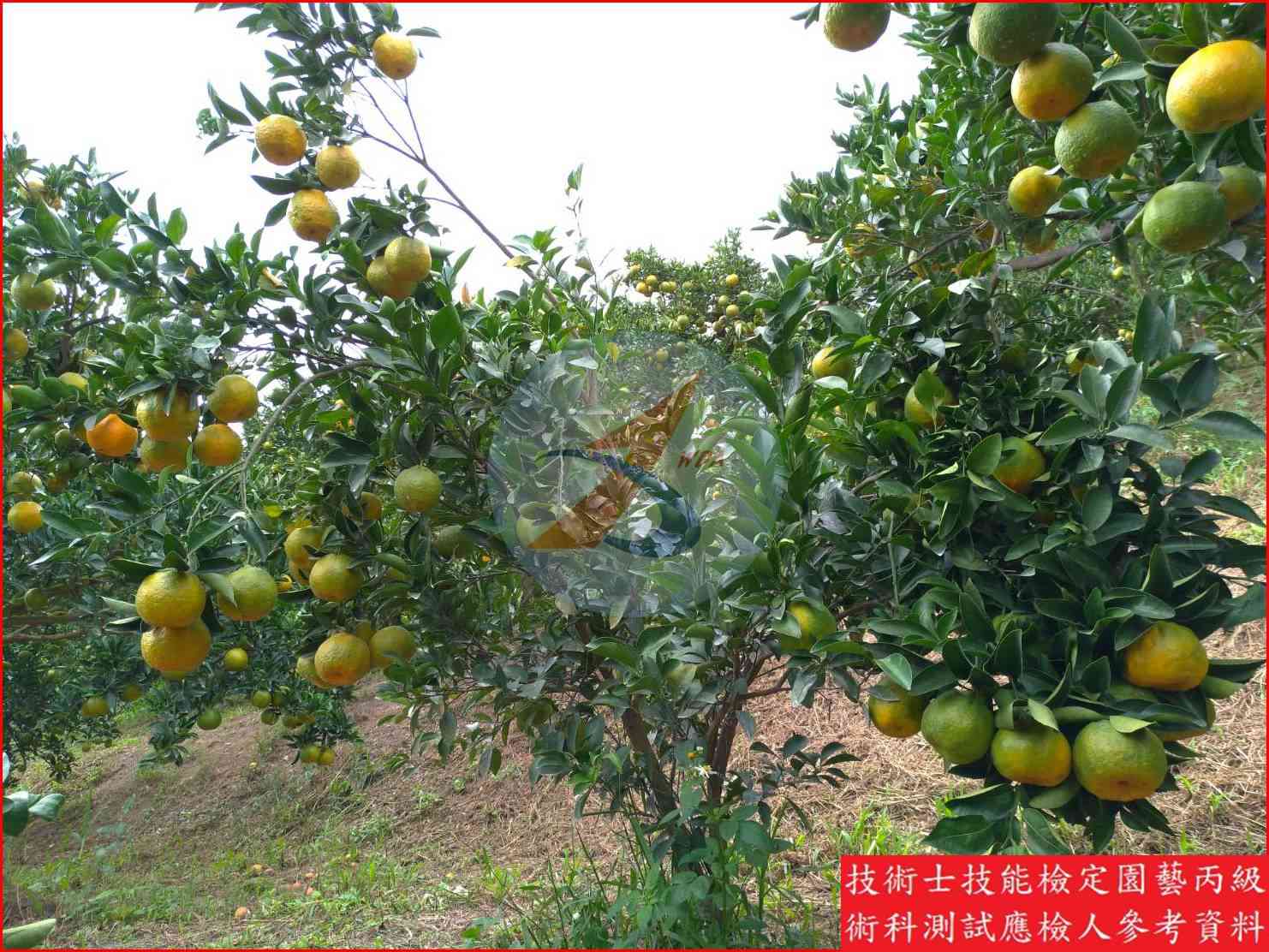 椪柑 園藝丙級識別圖片 3