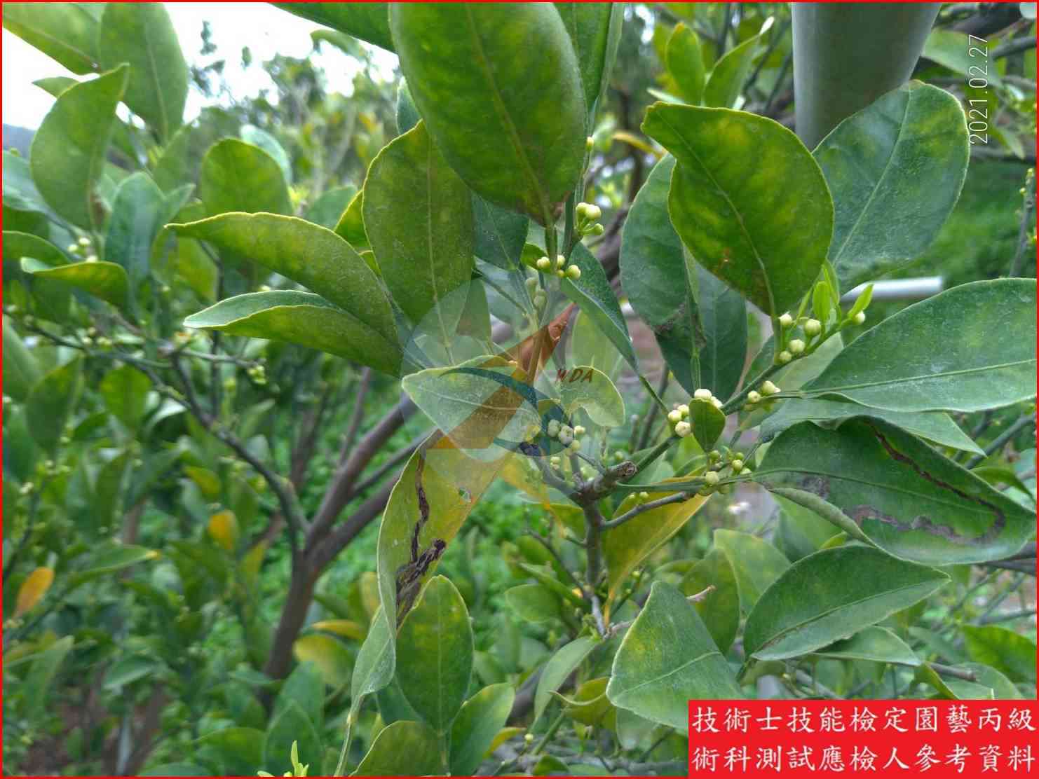 椪柑 園藝丙級識別圖片 6