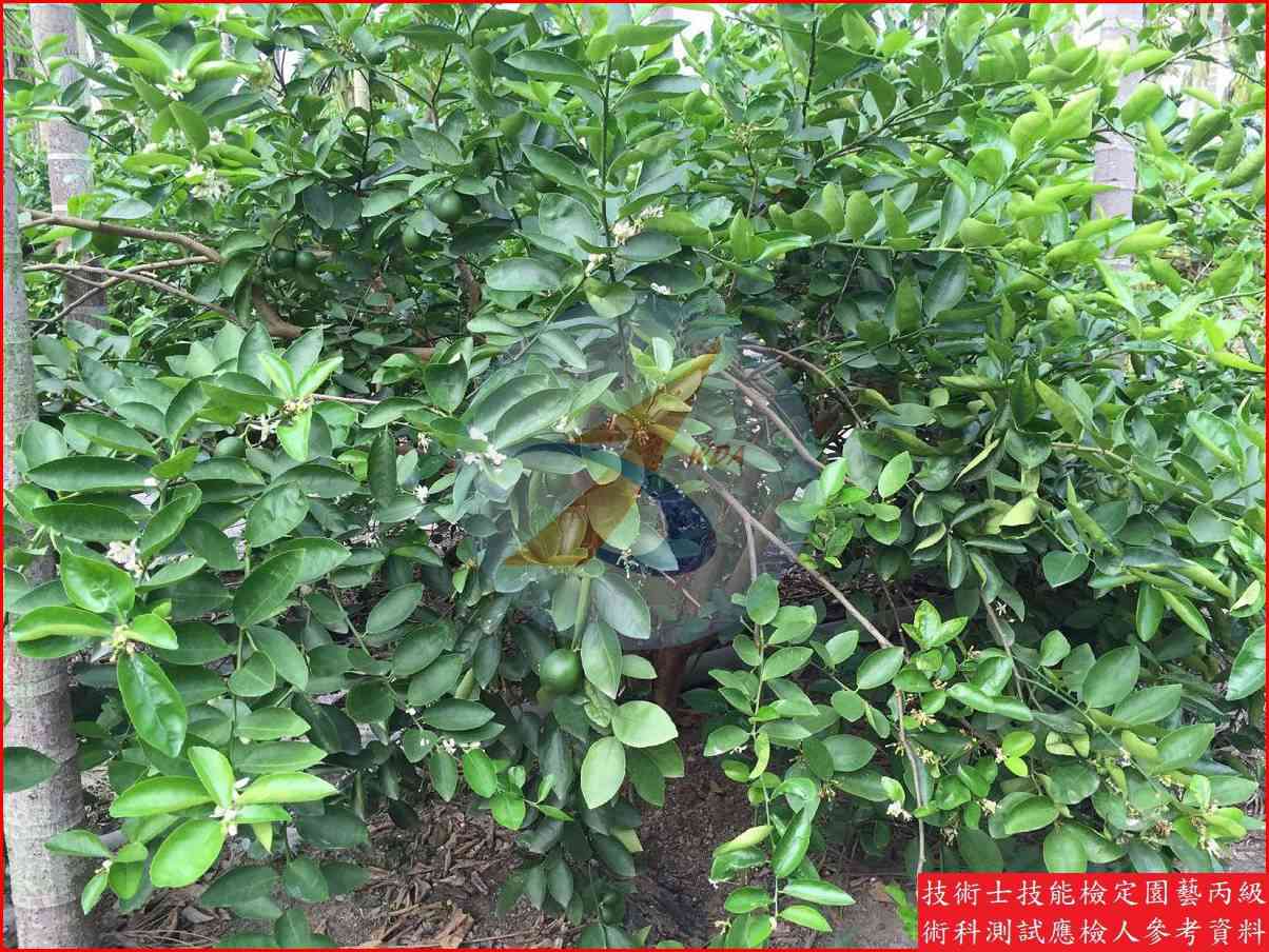萊姆 園藝丙級識別圖片 2