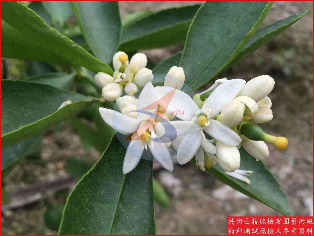 萊姆 園藝丙級識別圖片 3