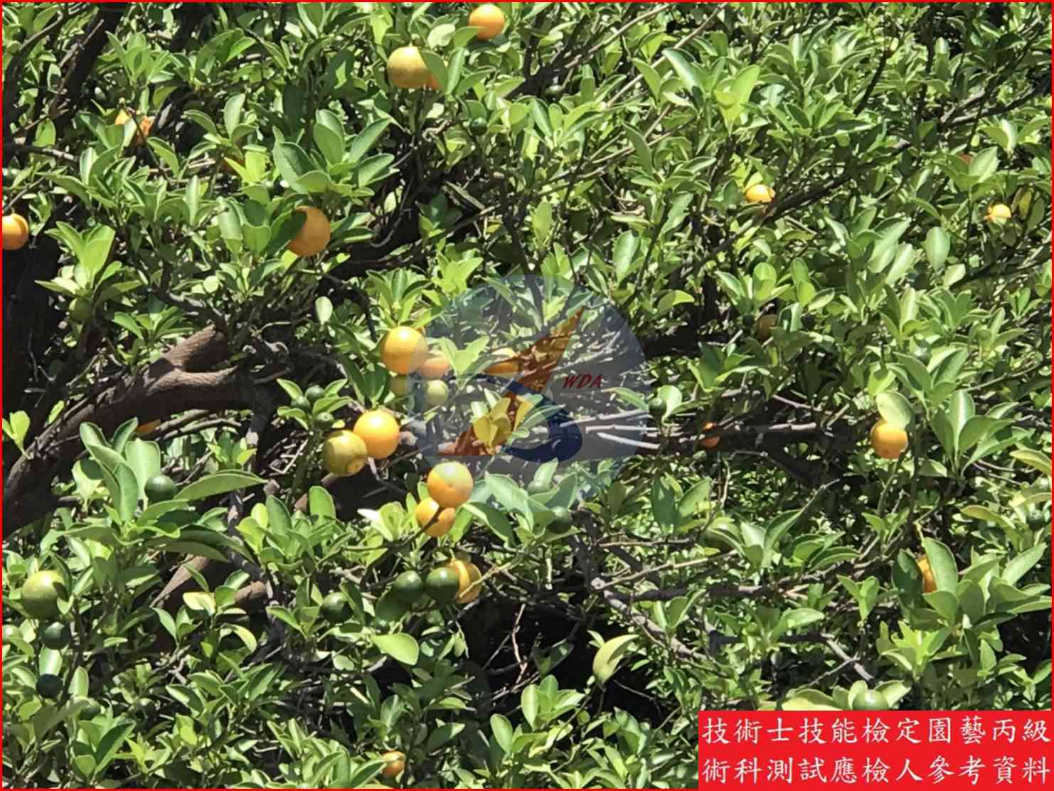 四季桔 園藝丙級識別圖片 10
