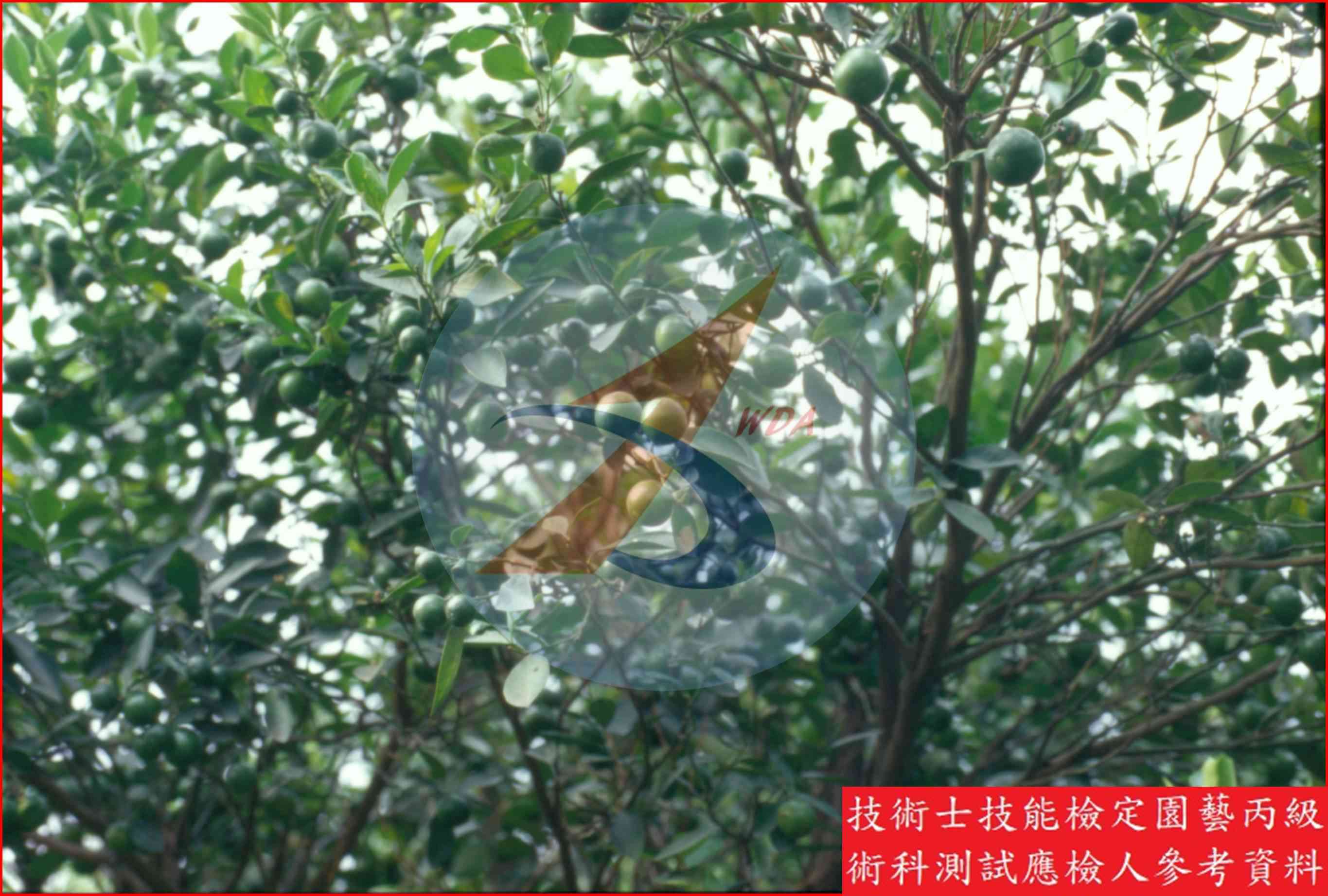 四季桔 園藝丙級識別圖片 2